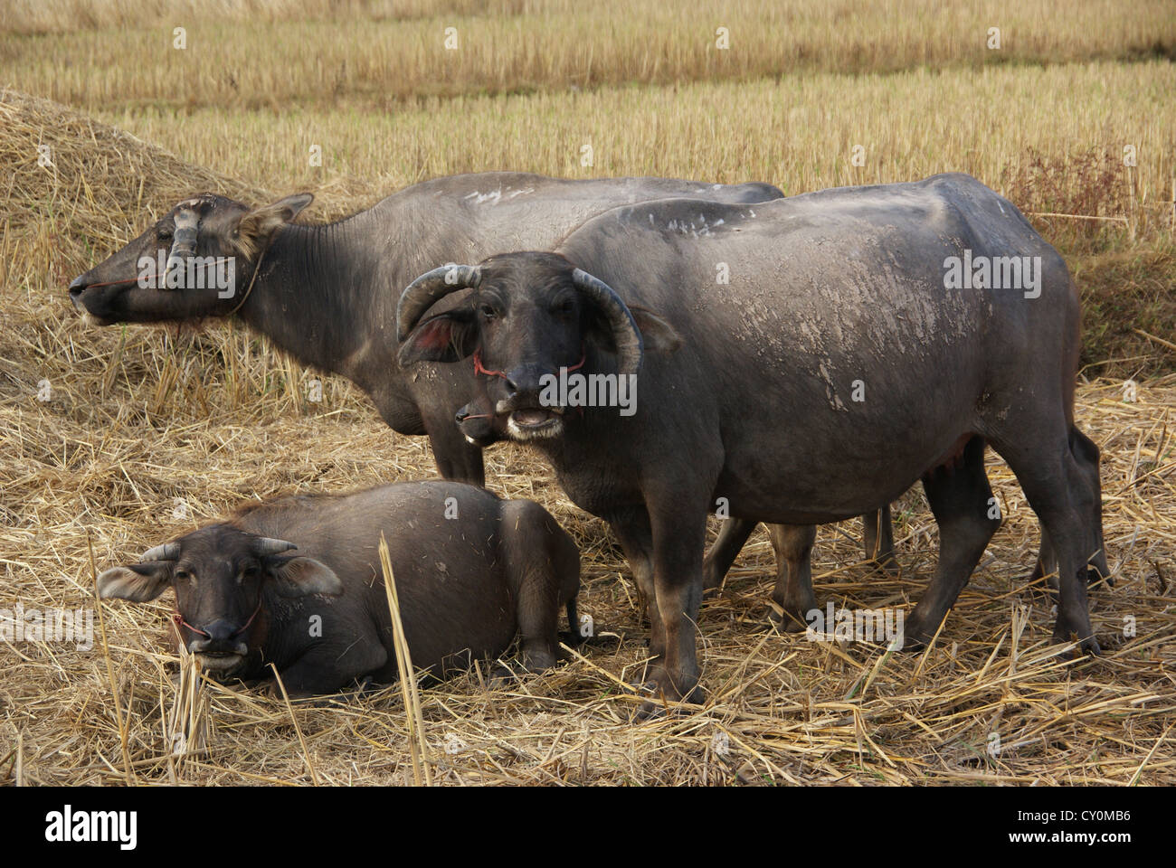 Büffel Familie Stockfoto