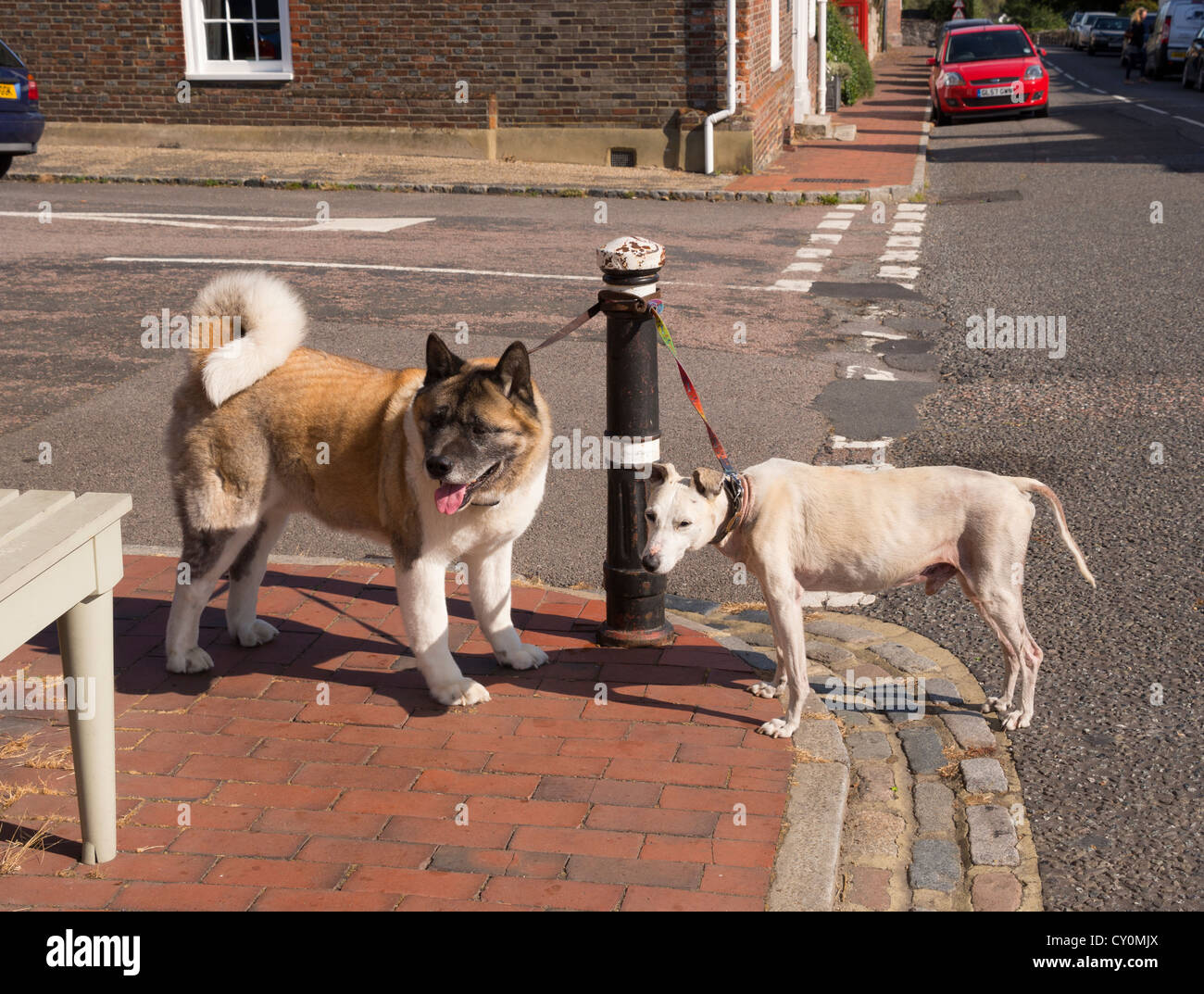 Hund gefesselt Fotos und Bildmaterial in hoher Auflösung Seite 2