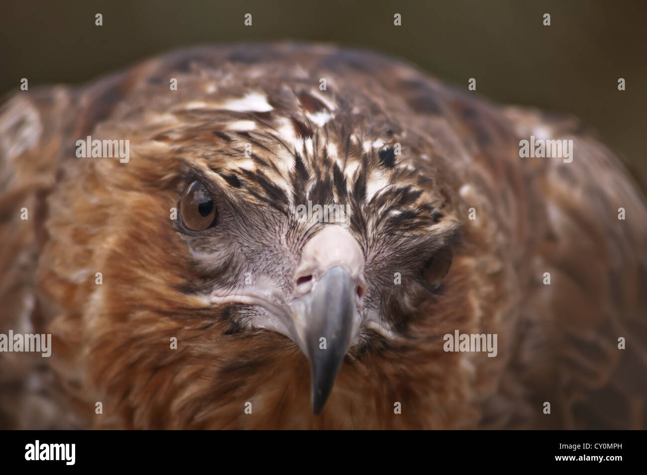Eagle eye Stockfoto