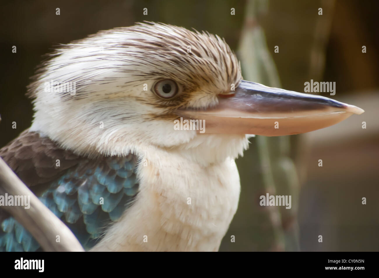 Blaue Winged Kookaburra hautnah Stockfoto