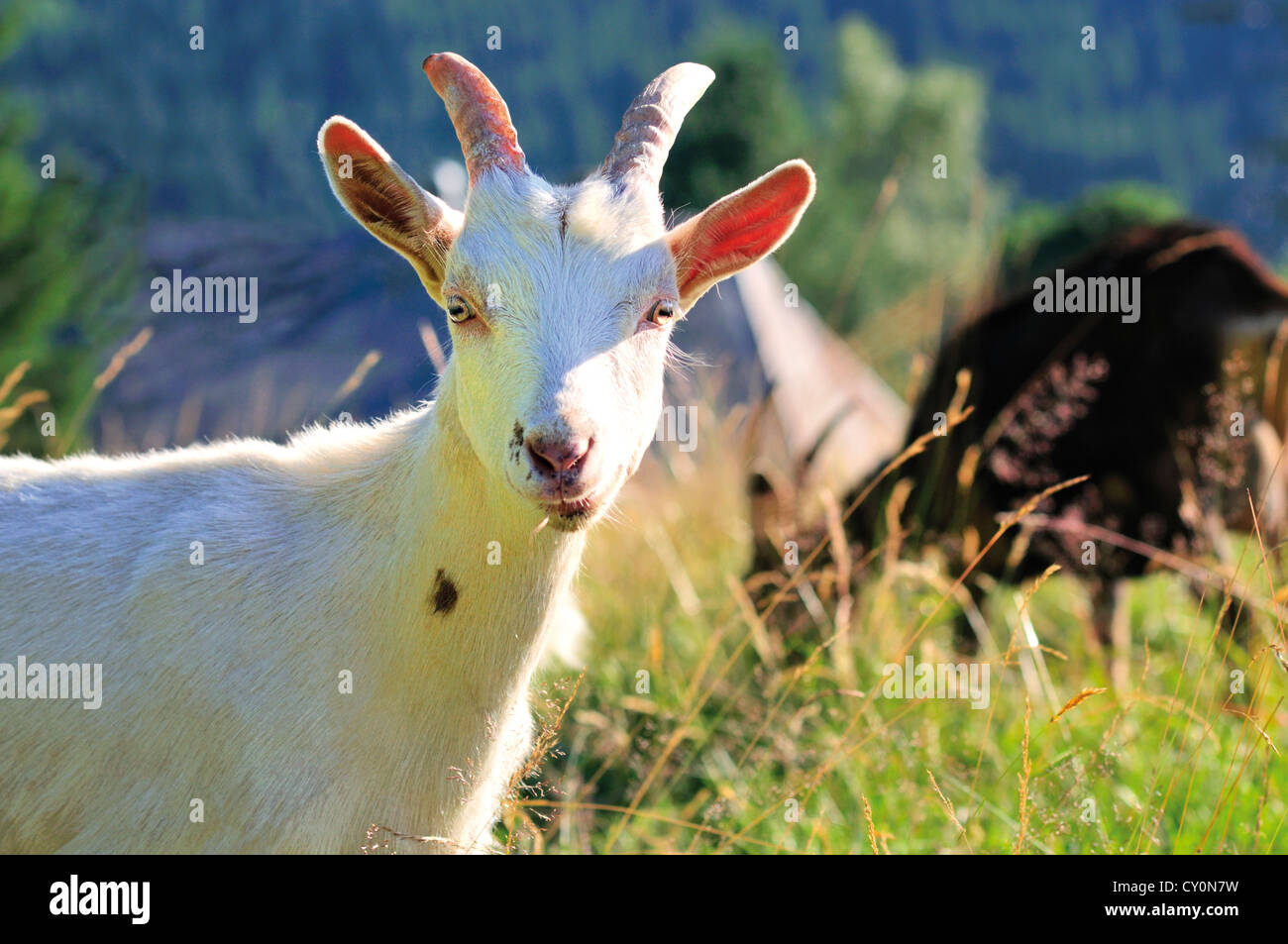 Deutschland, Schwarzwald: Kleine Ziege (Capra) in den Highlands Bernau Stockfoto