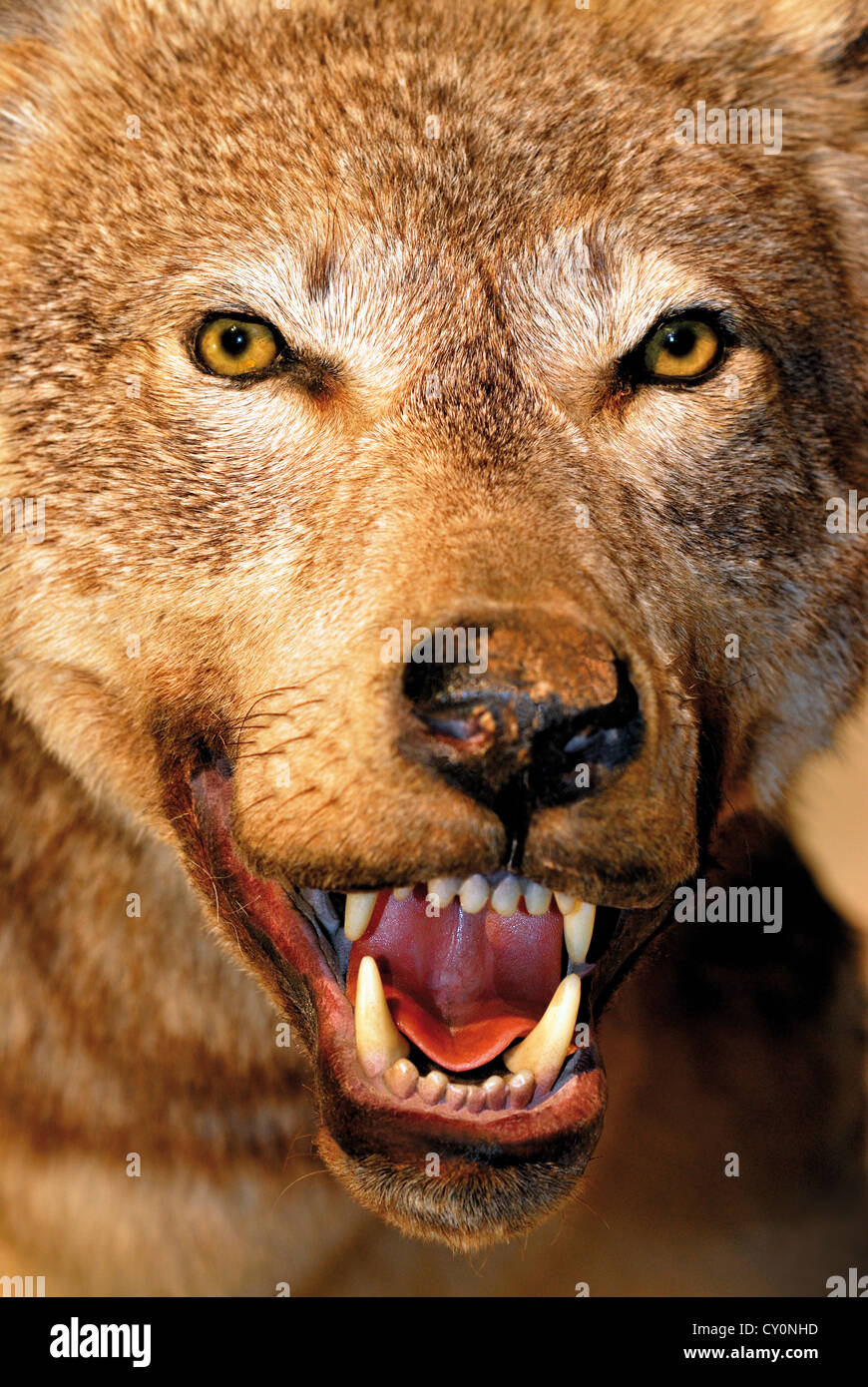 Frankreich, Midi-Pyrénées: Porträt eines Wolfes (Canis Lupus) im Museum der Parc Animalier des Pyrenäen in Argeles Gazost Stockfoto