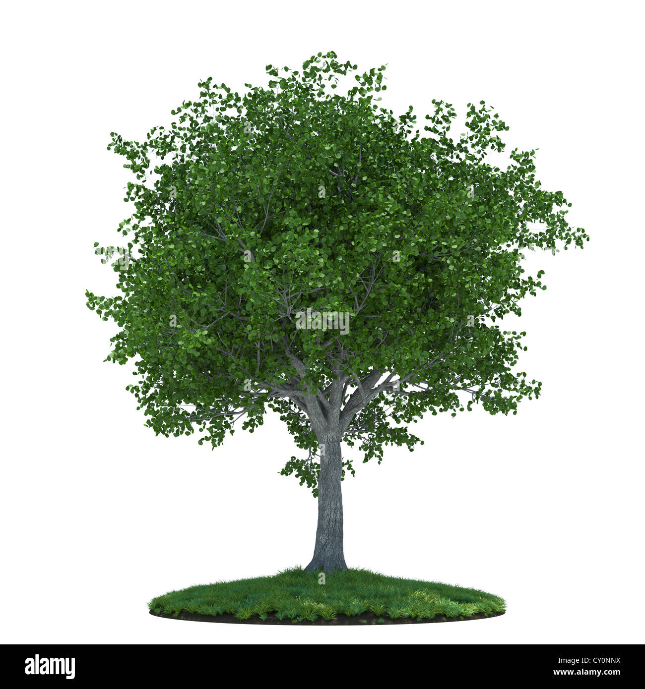 3D Rendering der schöne Baum mit grünen Wiese. Isoliert auf weißem Hintergrund Stockfoto