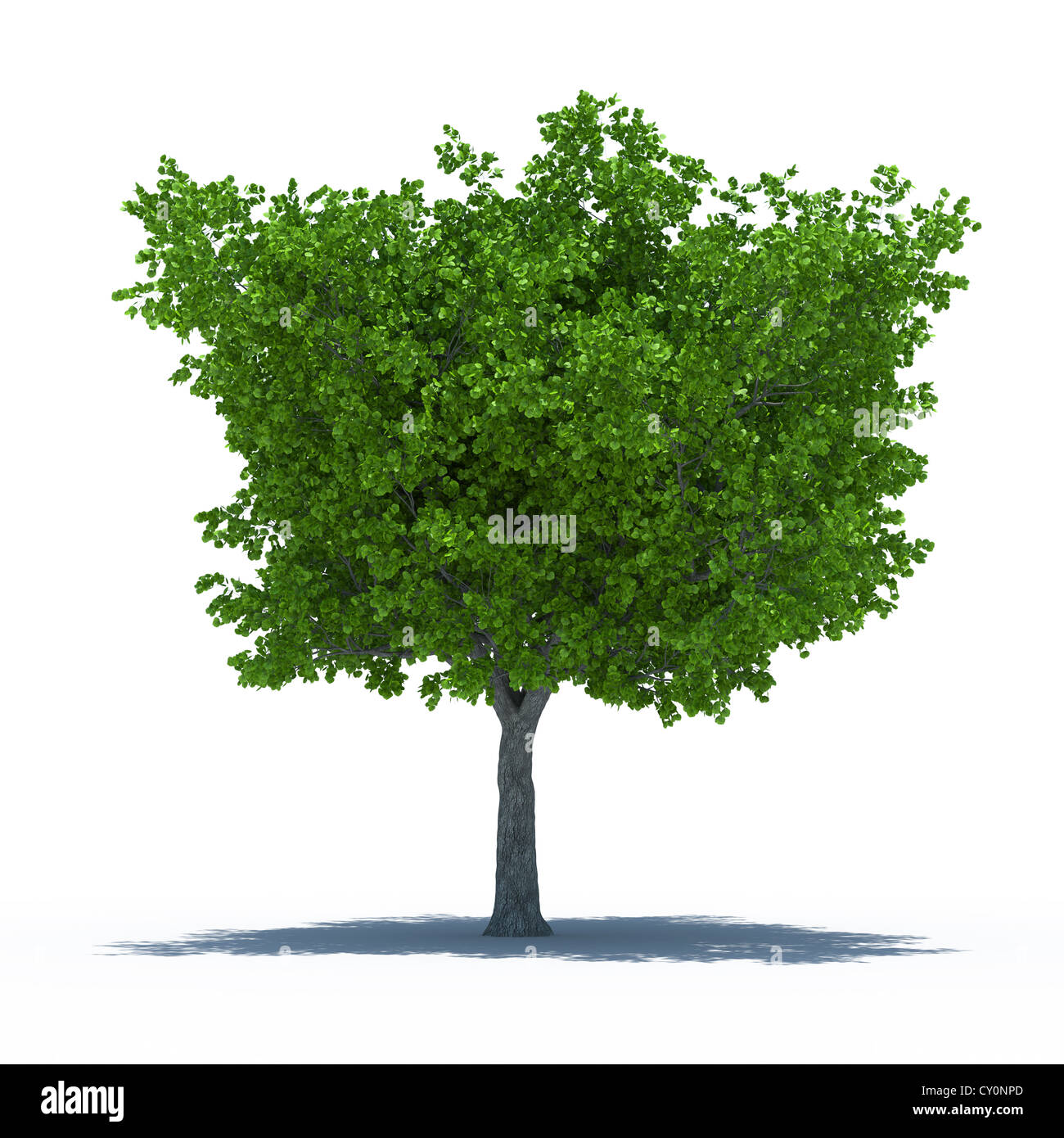 3D Rendering der schöne Baum mit Schatten. Isoliert auf weißem Hintergrund Stockfoto