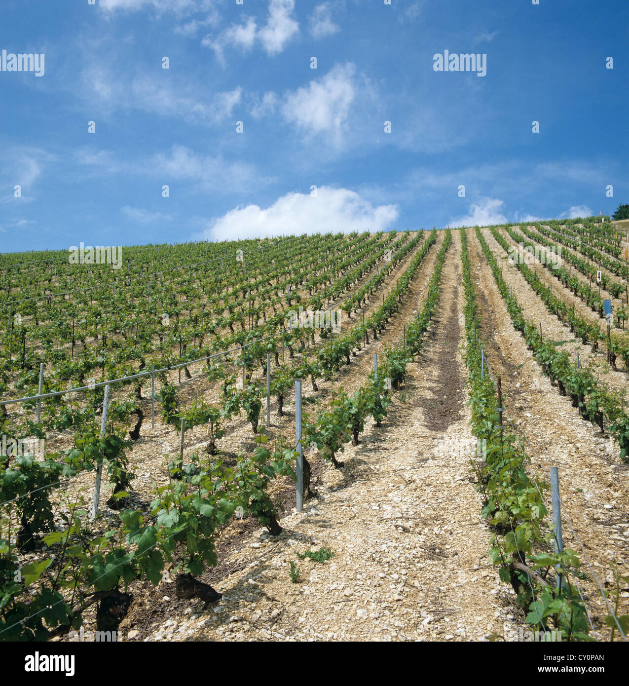 Weinberg auf Anhöhe auf kalkhaltigen Böden in der Chablis Region von Frankreich Stockfoto