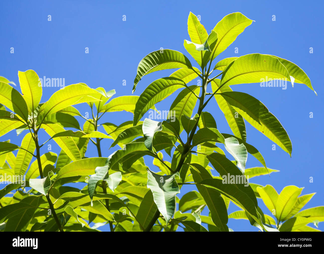 Blätter der tropischer Baum auf blauen Himmelshintergrund isoliert Stockfoto