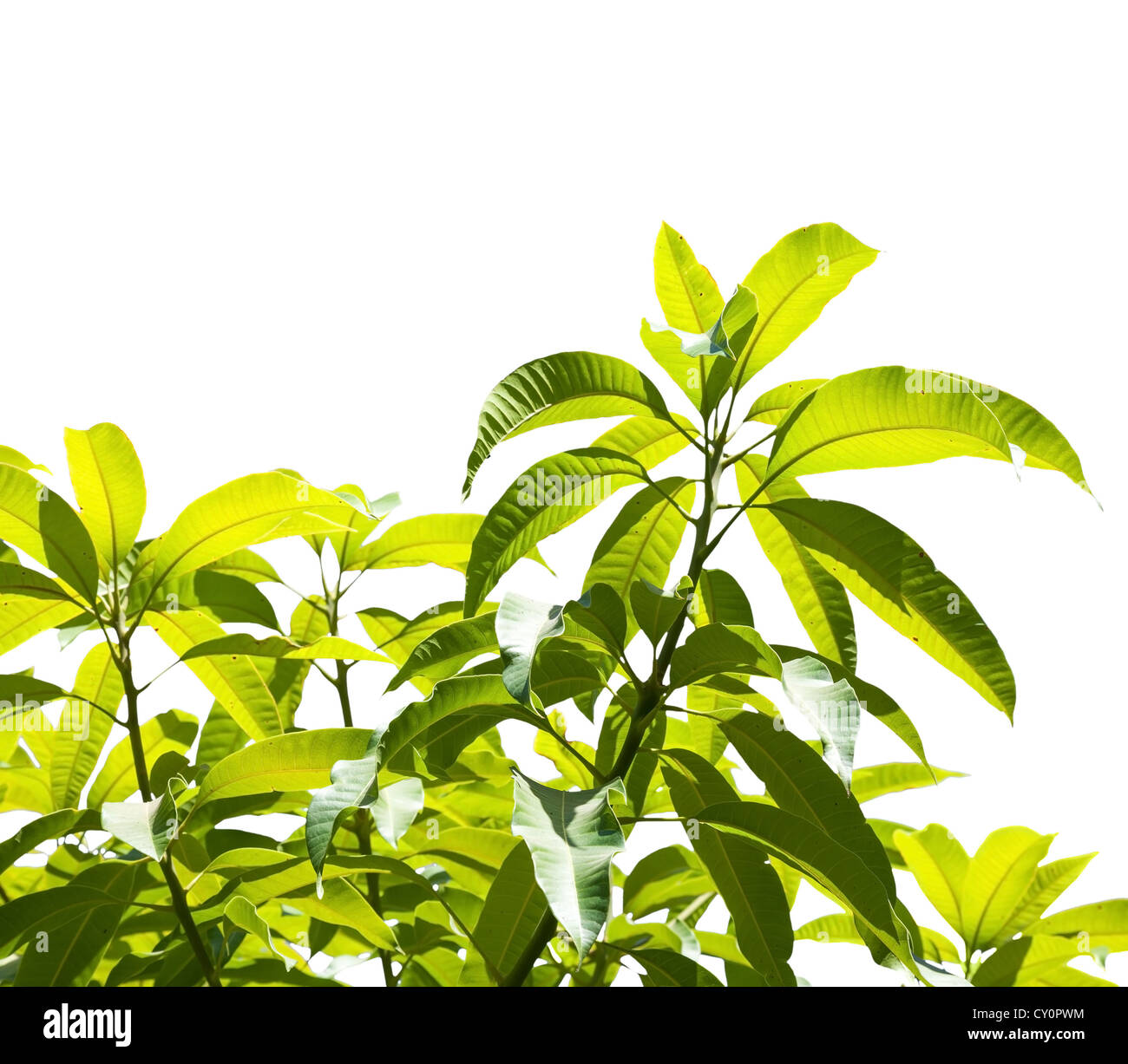 Blätter der tropischer Baum isoliert auf weißem Hintergrund Stockfoto