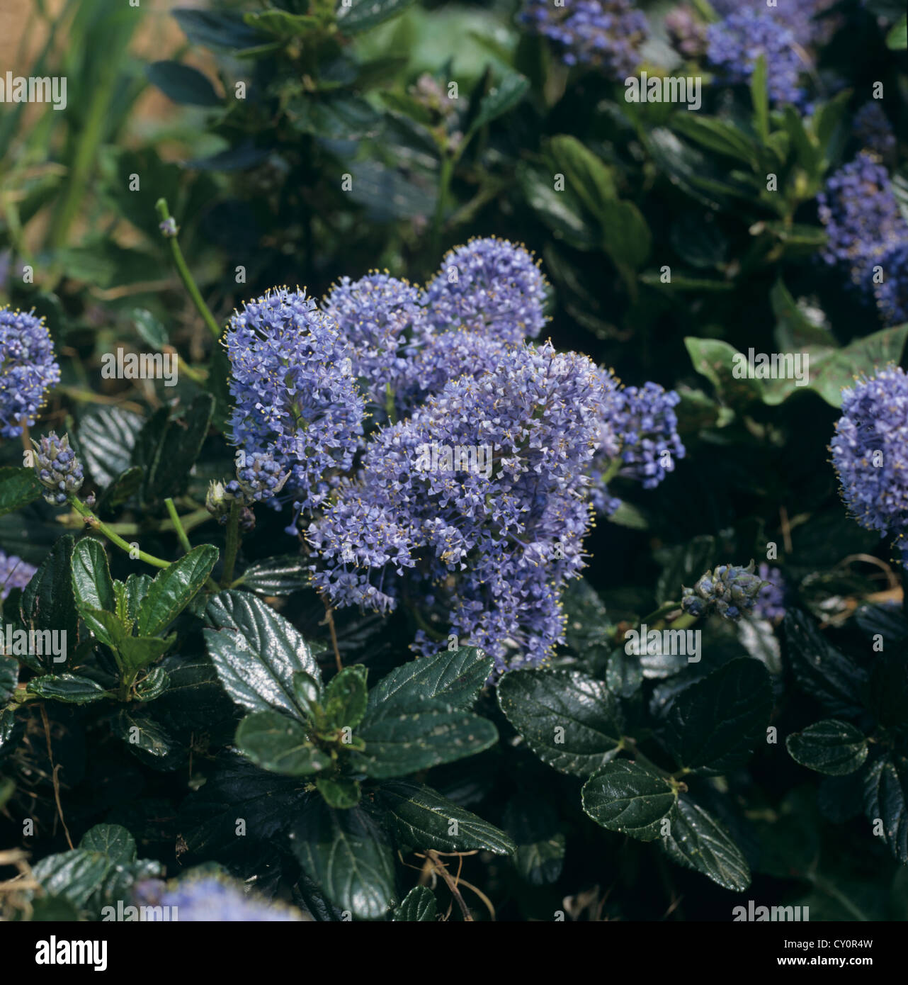 Blau blühender strauch Fotos und Bildmaterial in hoher Auflösung Alamy