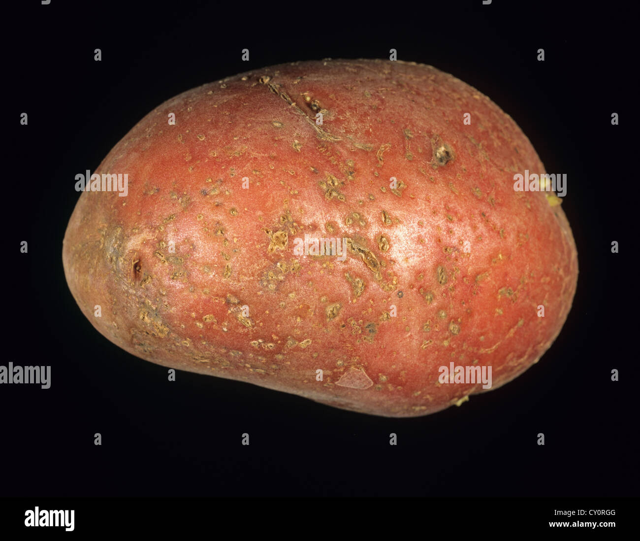 Kartoffel Zyste Nematoden (Heterodera spp.) Fraßschäden an Kartoffel-Knolle-Oberfläche Stockfoto