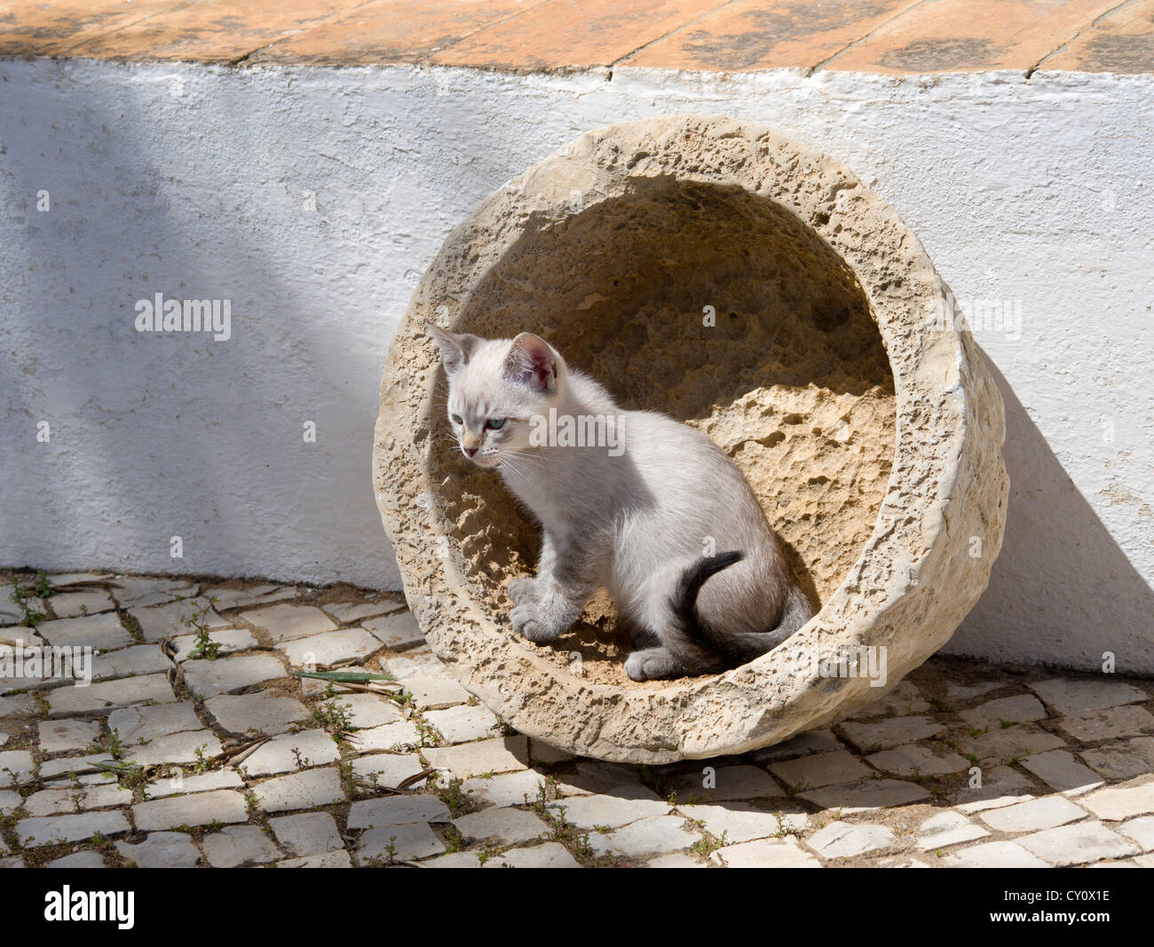 ein Kätzchen spielen in der Algarve, Portugal Stockfoto