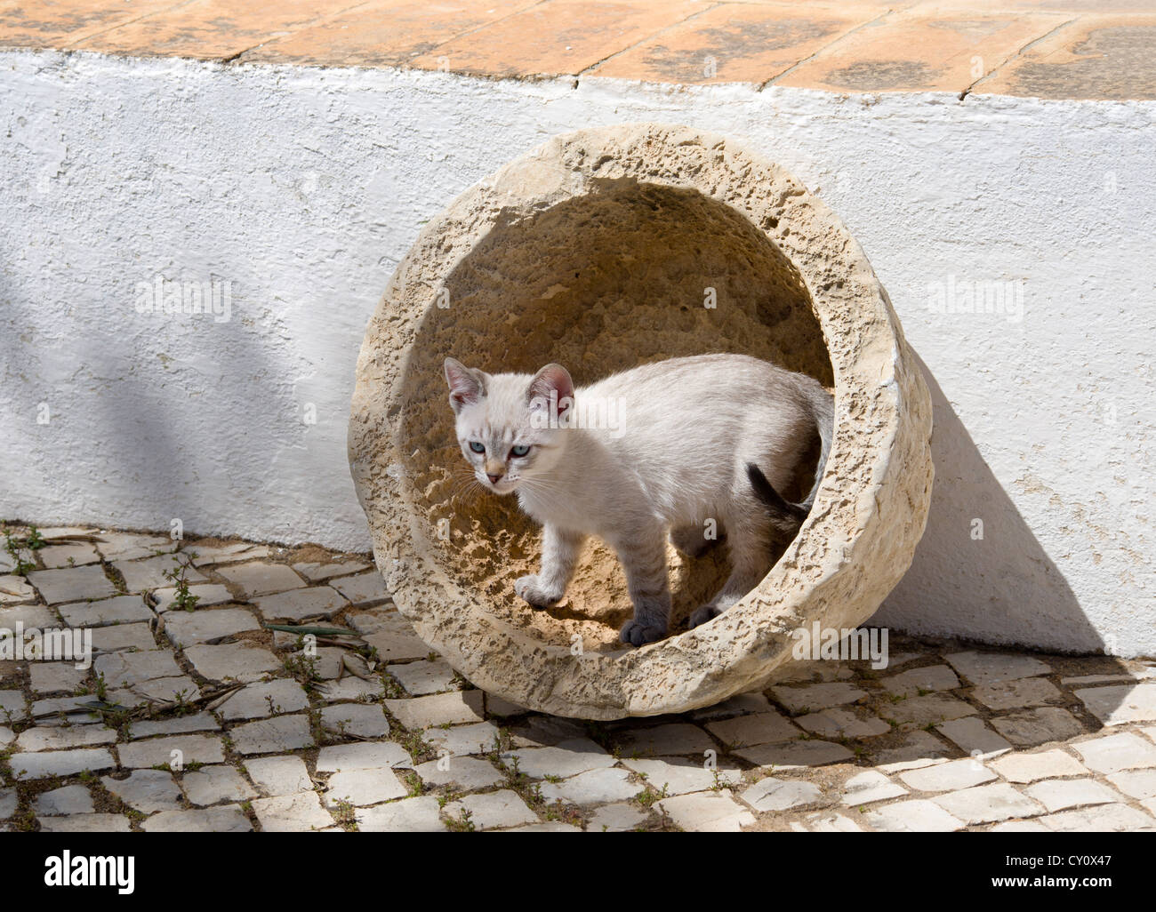 ein Kätzchen spielen in der Algarve, Portugal Stockfoto