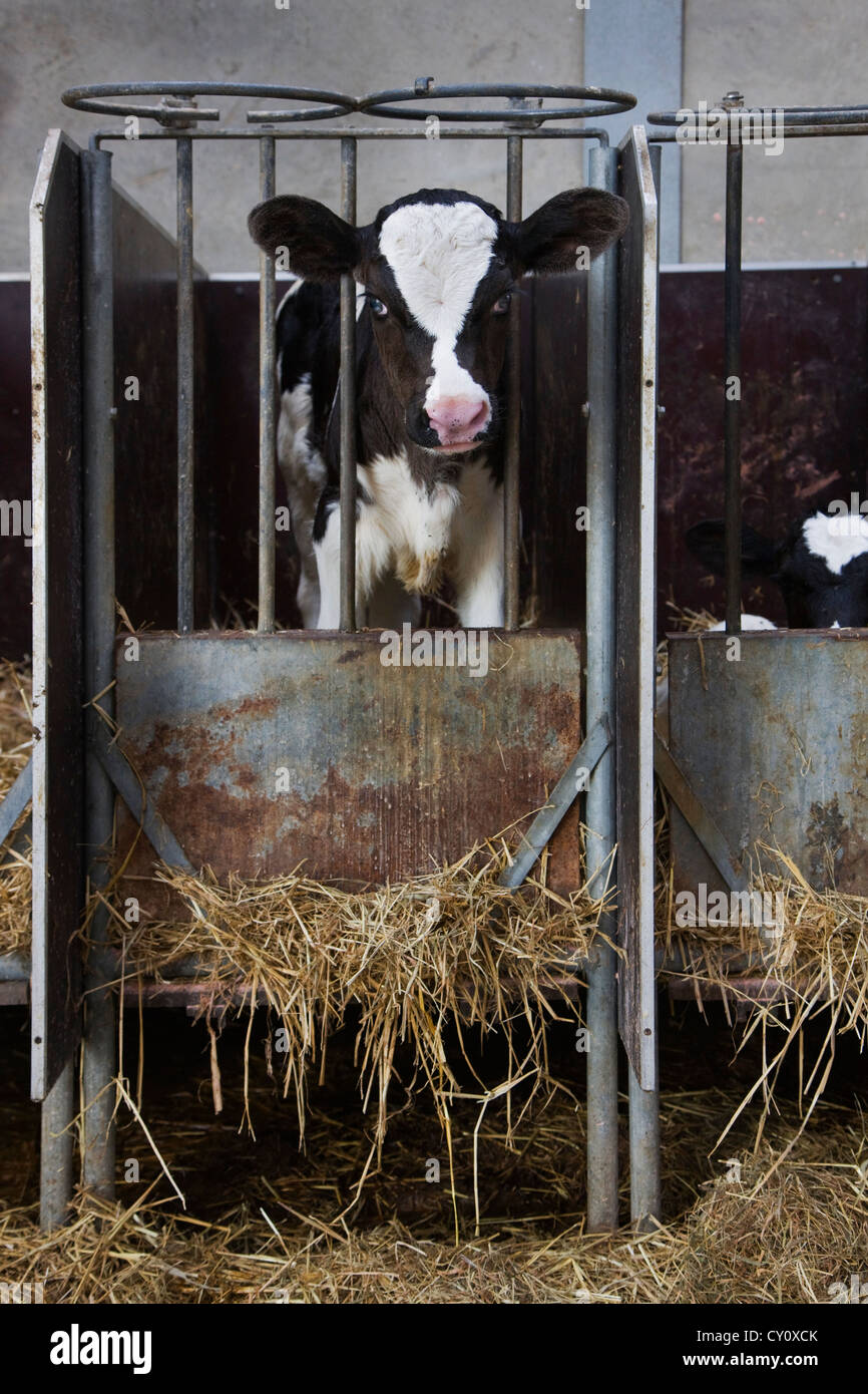 Kalb (Bos Taurus) kleben Kopf durch Gitterstäbe in Kuhstall auf Bauernhof Stockfoto