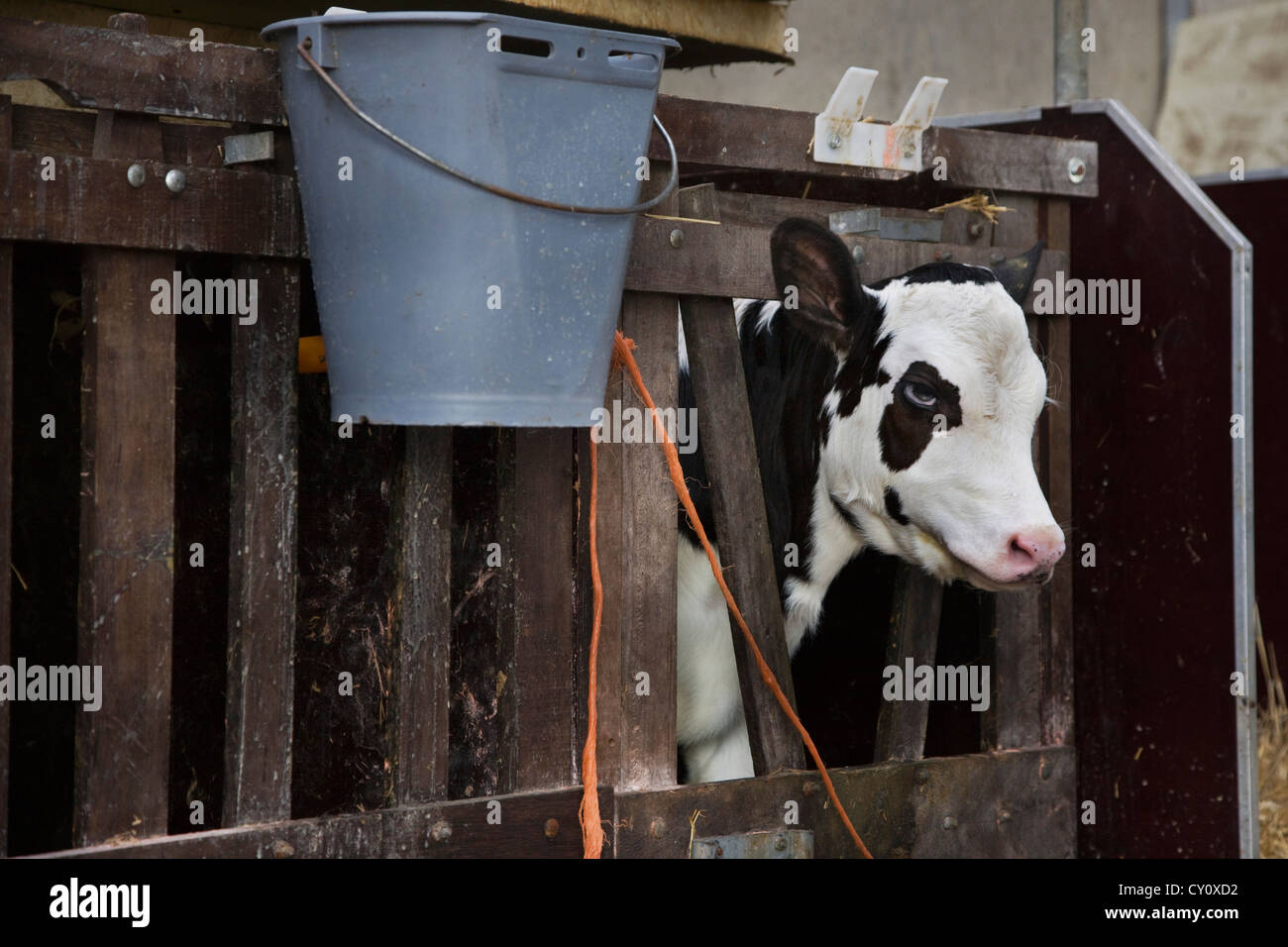 Kalb (Bos Taurus) kleben Kopf durch Gitterstäbe in Kuhstall auf Bauernhof Stockfoto