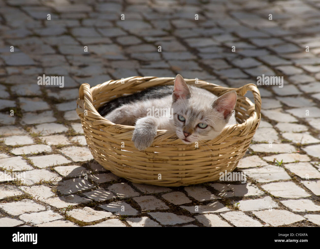 ein Kätzchen entspannend in einem Korb in der Algarve, Portugal Stockfoto
