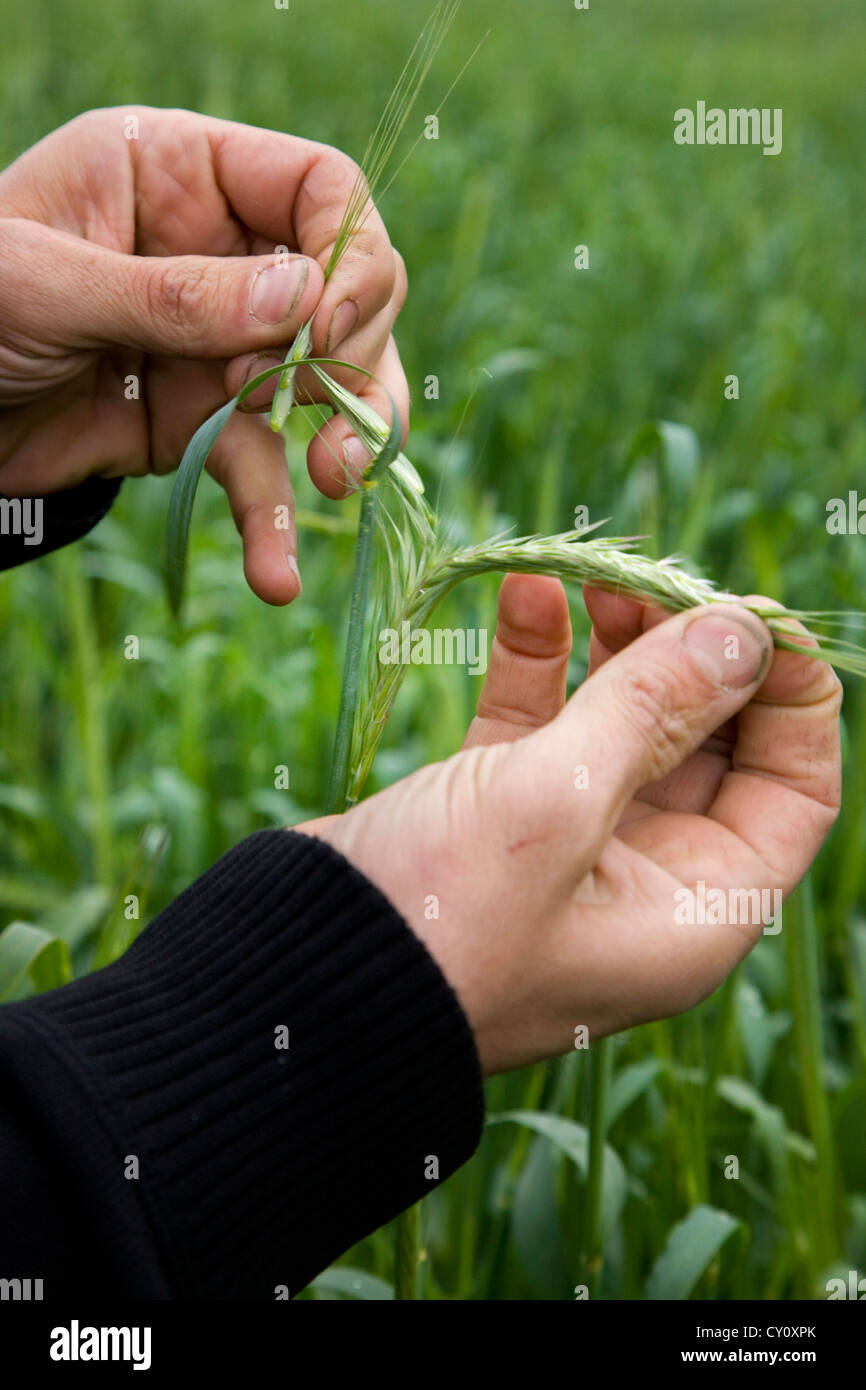 Landwirt Spike von Getreide von Hand im Bereich Inspektion Stockfoto