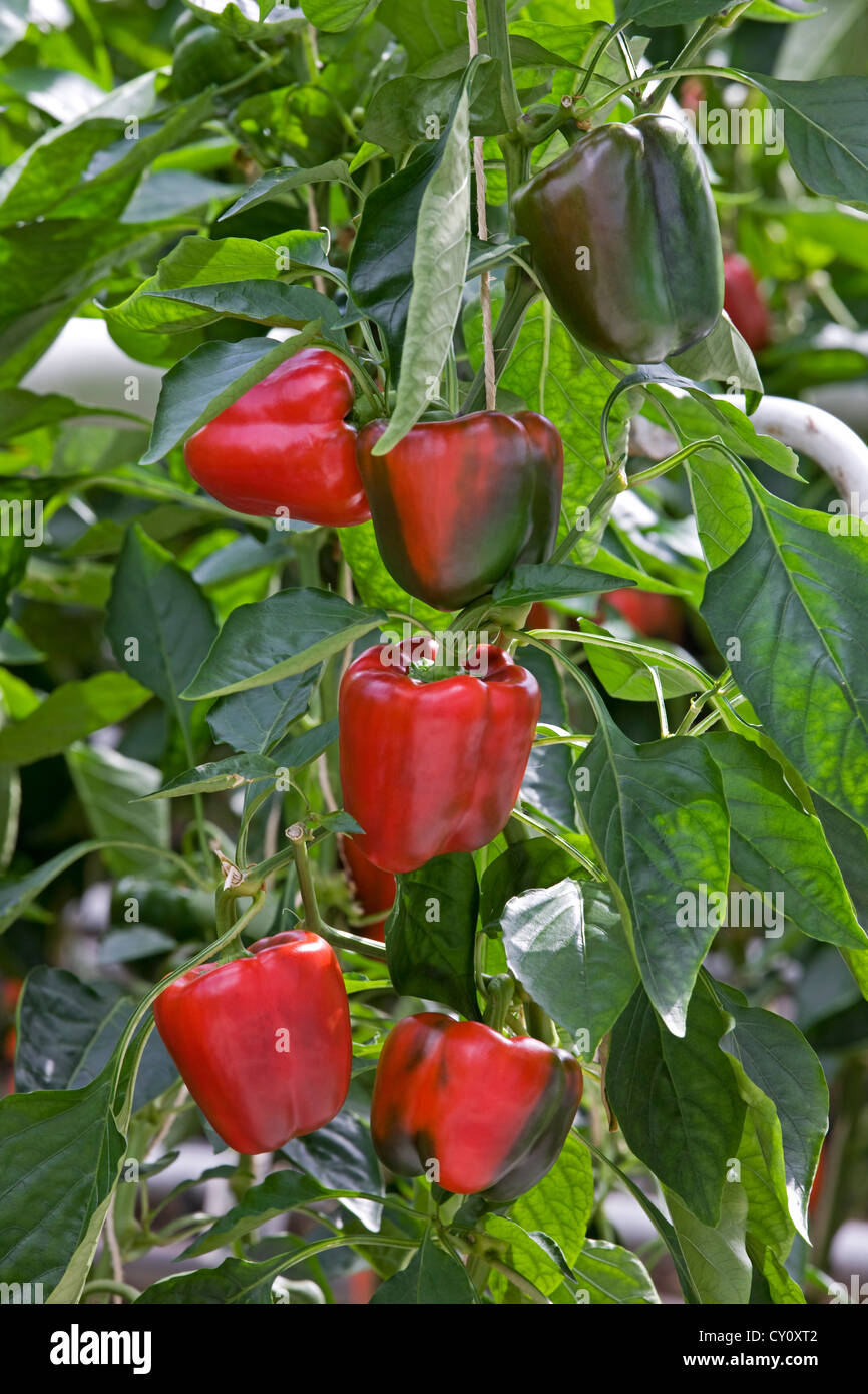 Rote Paprika Pflanze / Paprika (Capsicum Annuum) Anbau im Gewächshaus Stockfoto