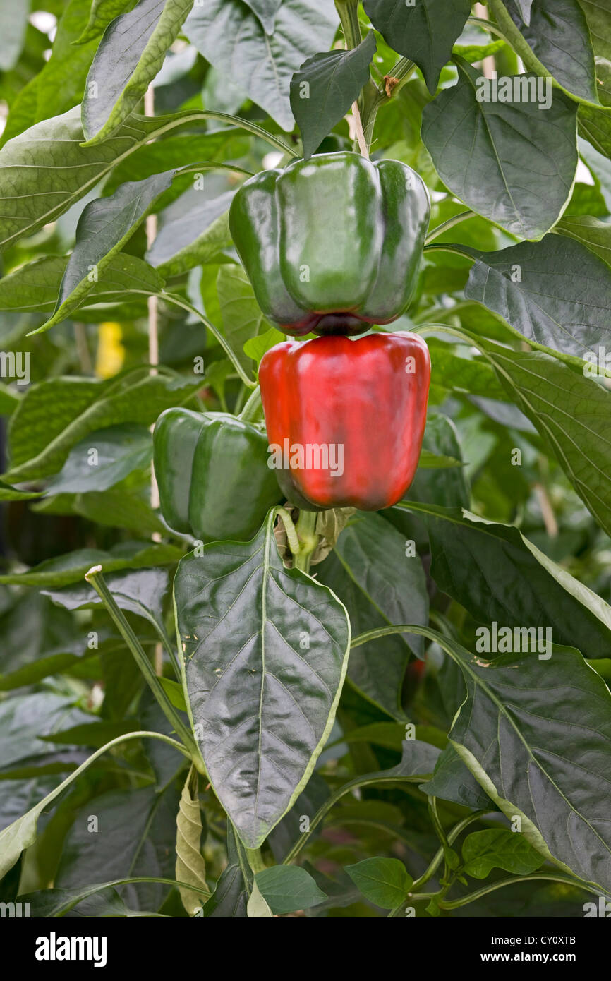 Grüne und rote Paprika Pflanze / Paprika (Capsicum Annuum) Anbau im Gewächshaus Stockfoto