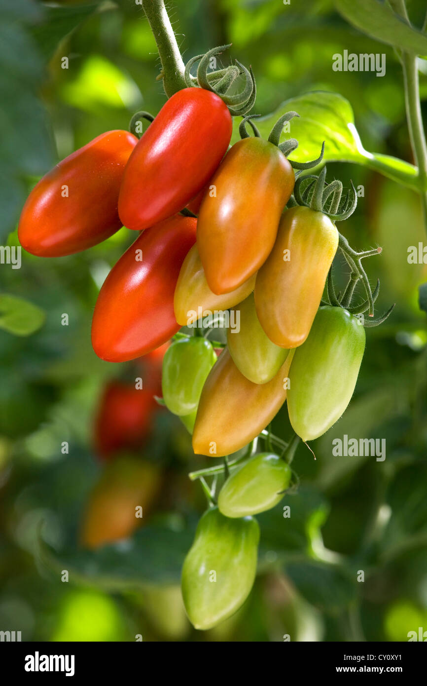 Nahaufnahme von roten Tomaten (Solanum Lycopersicum / Lycopersicon Esculentum) wächst im Gewächshaus Stockfoto