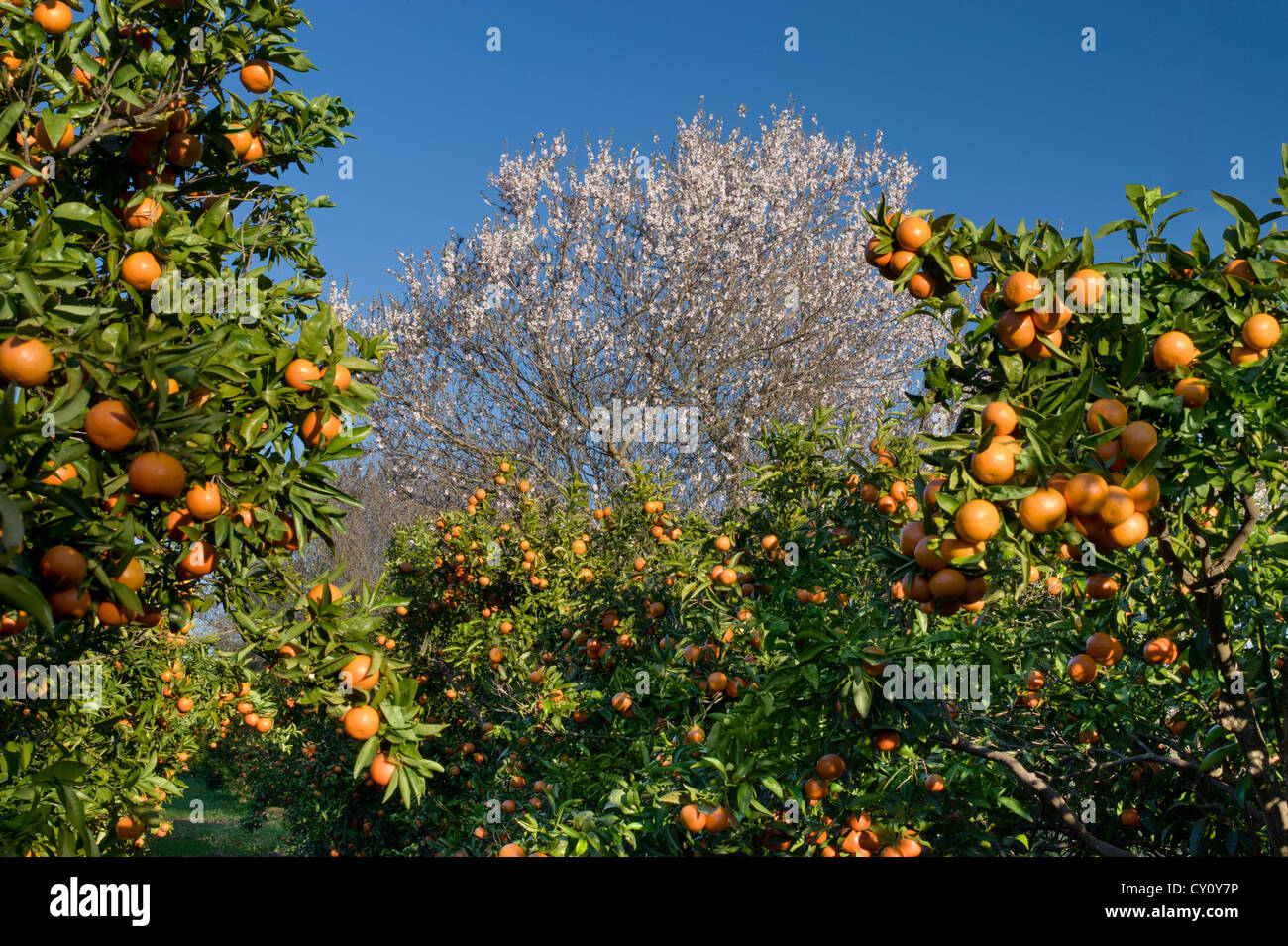 eine Clementine Obstgarten in der Algarve, Portugal Stockfoto