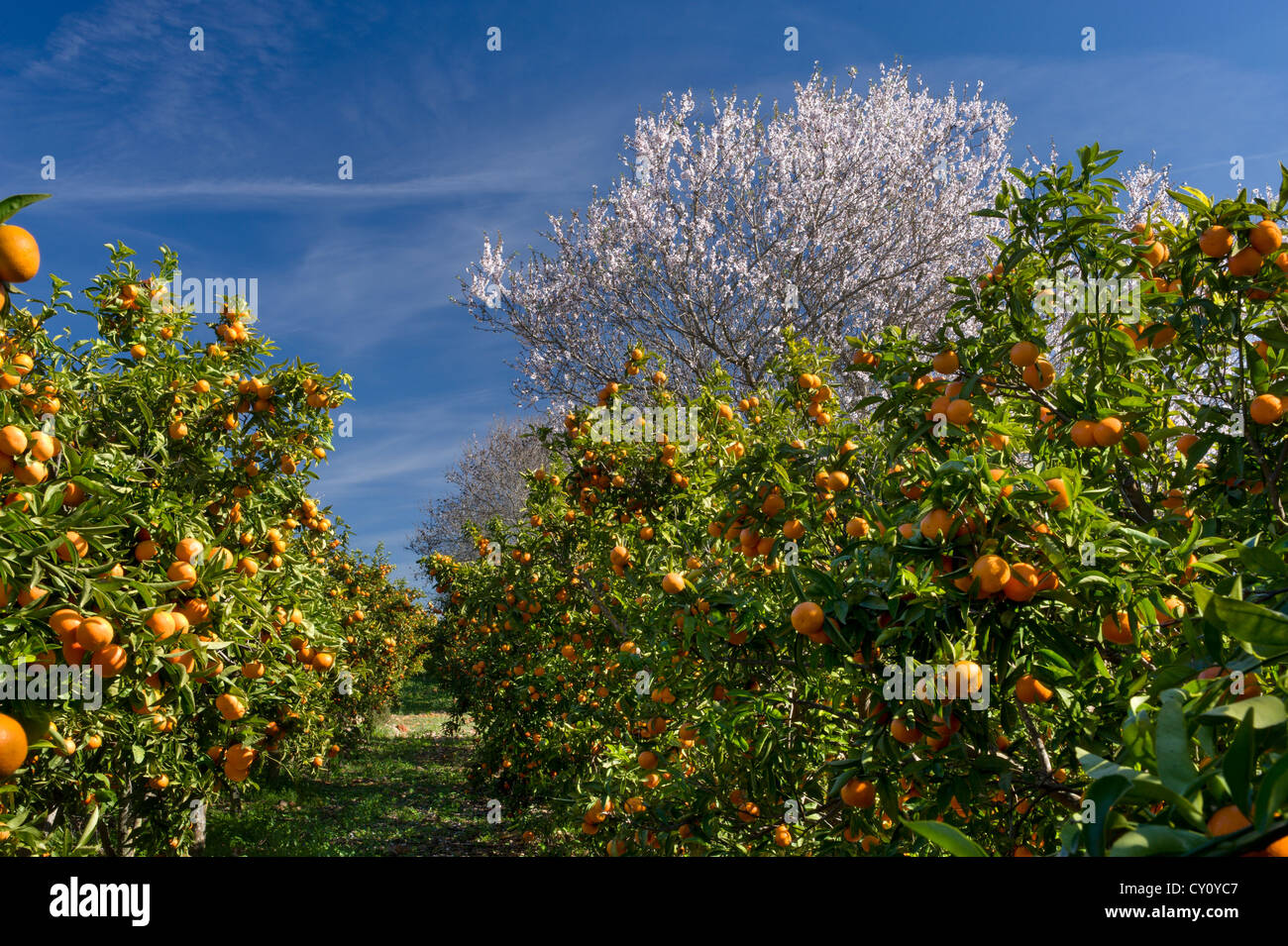 eine Clementine Obstgarten in der Algarve in Portugal mit einem Mandelbaum in Blüte Stockfoto