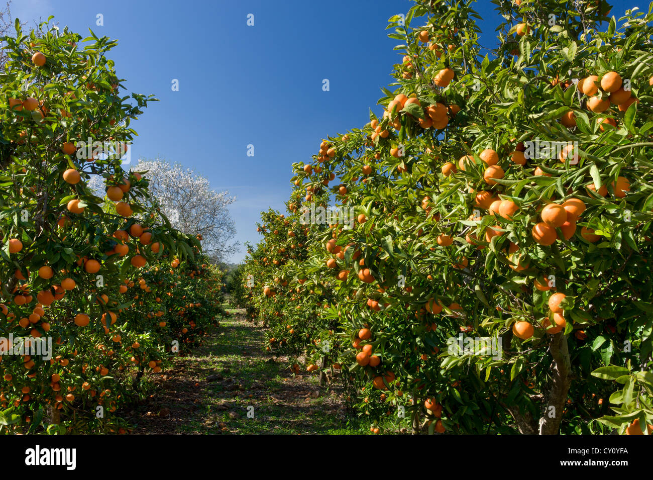 eine Clementine Obstgarten in der Algarve, Portugal Stockfoto