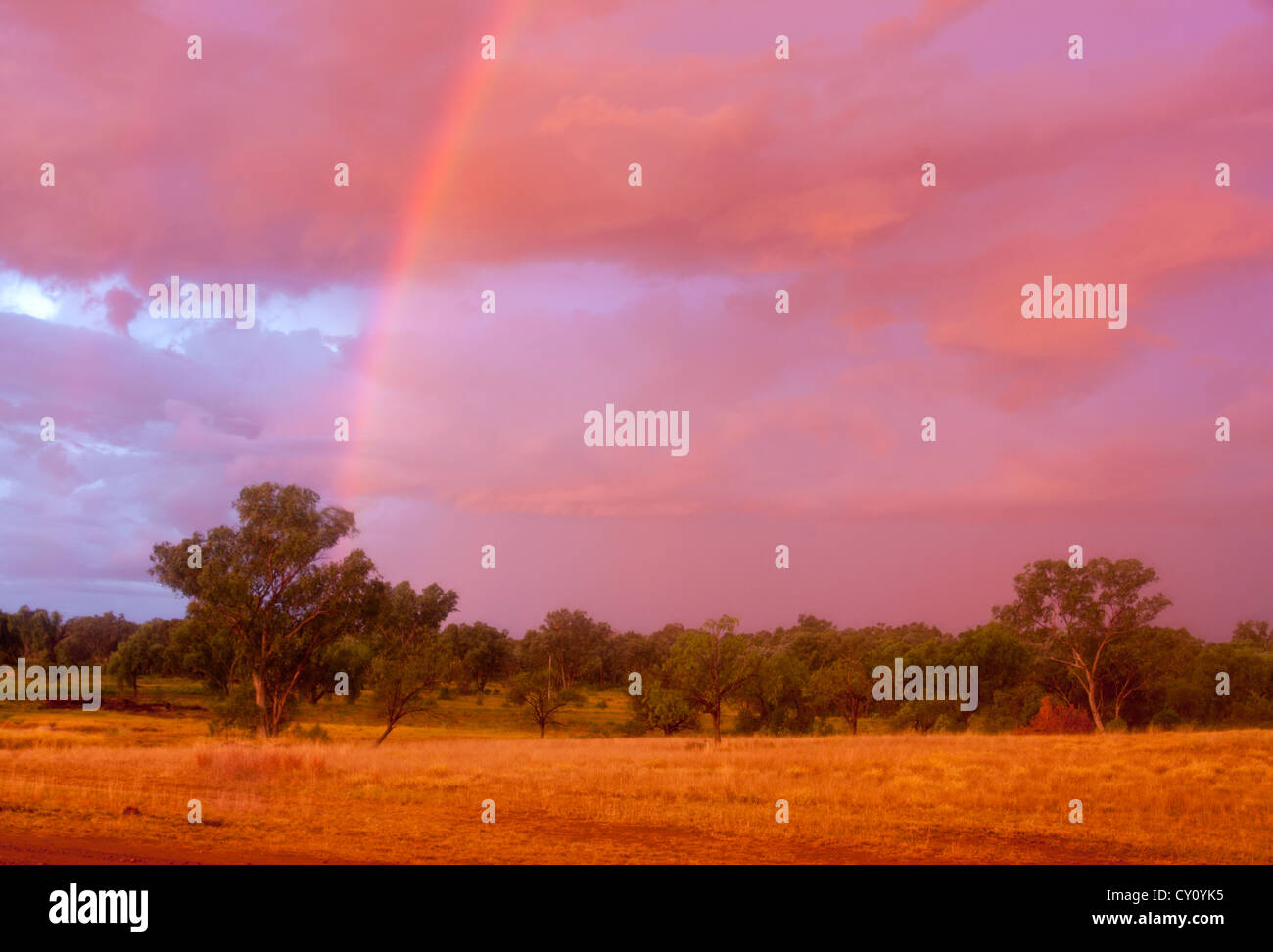 Regenbogen über Stand der Eukalyptus-Bäume bei Sonnenuntergang in abgelegenen ländlichen Queensland-Australien Stockfoto