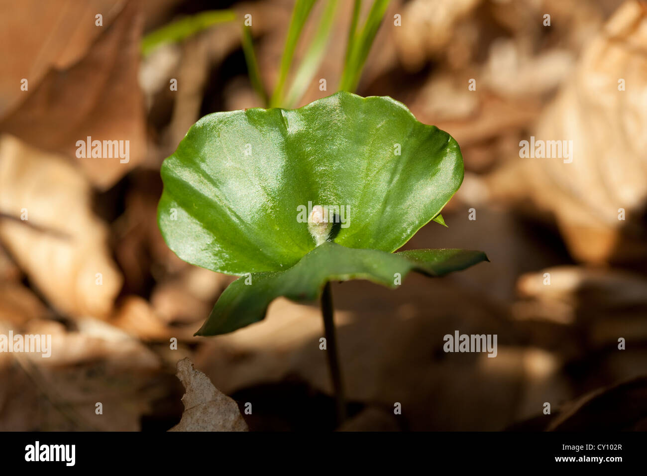 junger Sämling Buche im Wald auf welkes Blatt Stockfoto