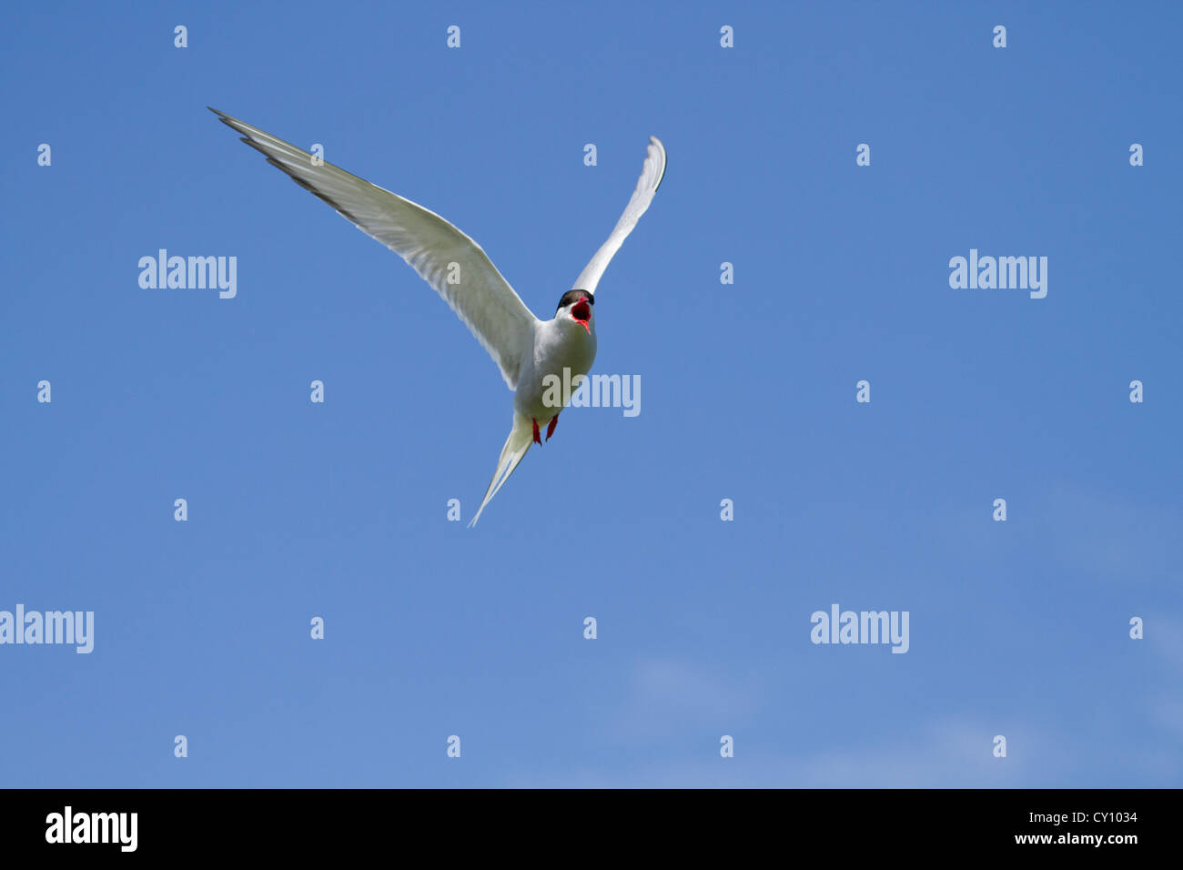 Seeschwalbe im Flug. Bedrohliche Anruf auf seinem Nest zu schützen. Stockfoto