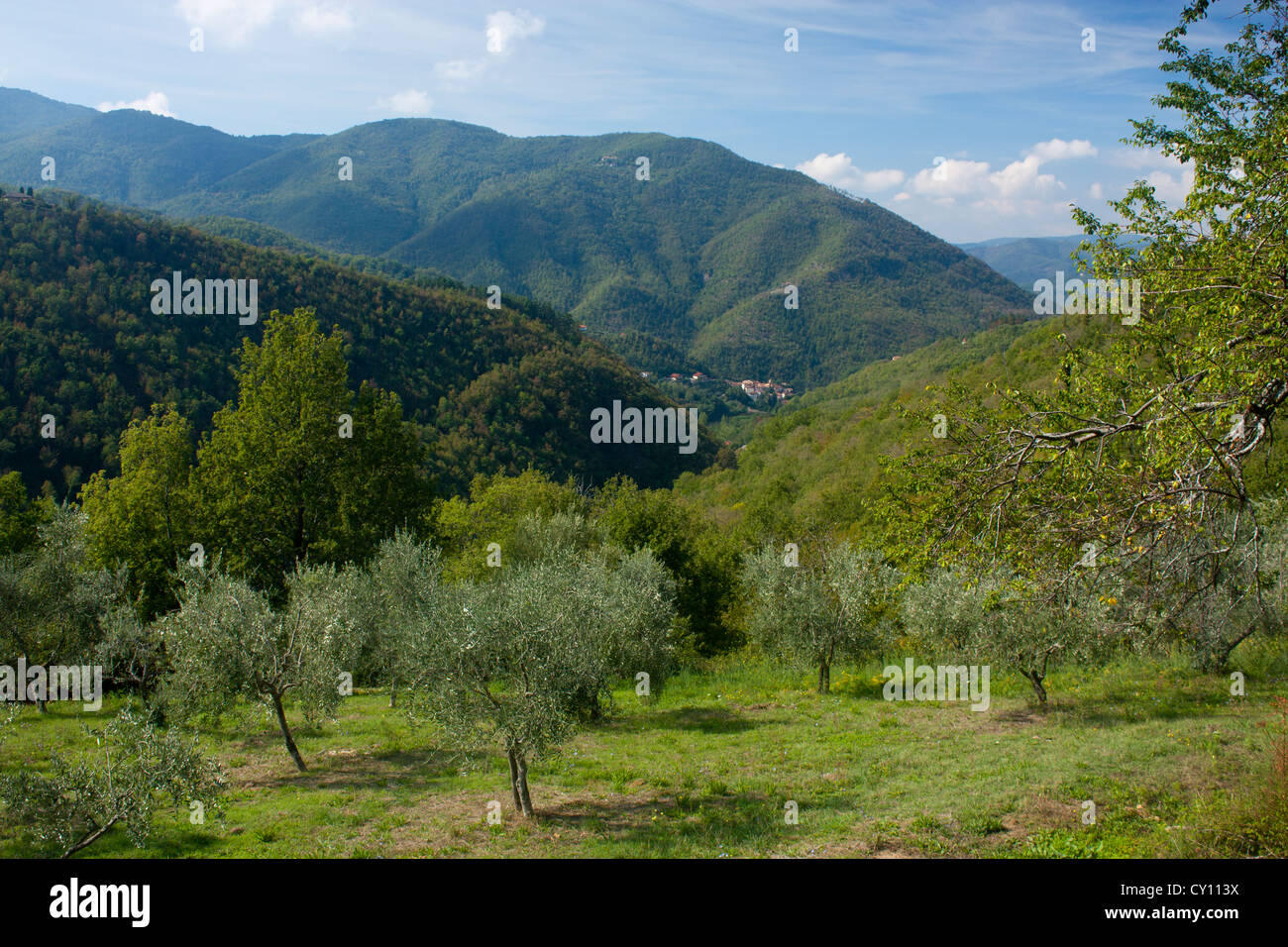 Mugello-Landschaft mit Olivenhain im Vordergrund und Berge in Ferne Provinz Eastern Toskana Florenz Stockfoto