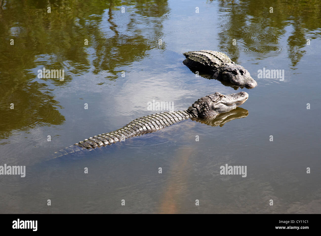 zwei große amerikanische Alligatoren auf Unterwasser Log in der Nähe von Wasser stehend Oberfläche Florida usa Stockfoto