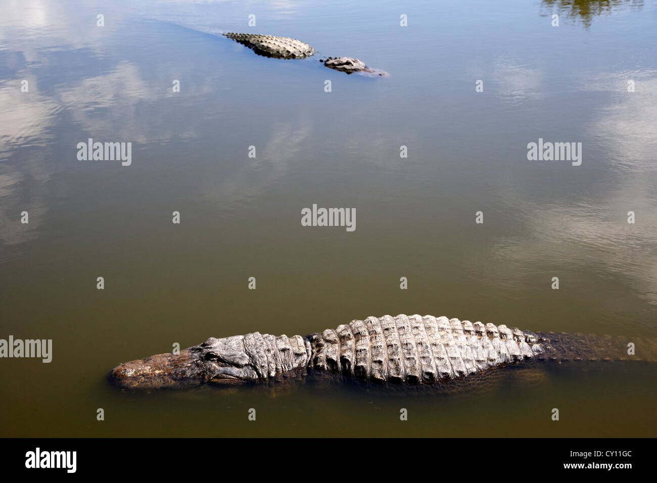 zwei große amerikanische Alligatoren schwimmen in der Nähe von Wasser schwimmende Oberfläche Florida usa Stockfoto