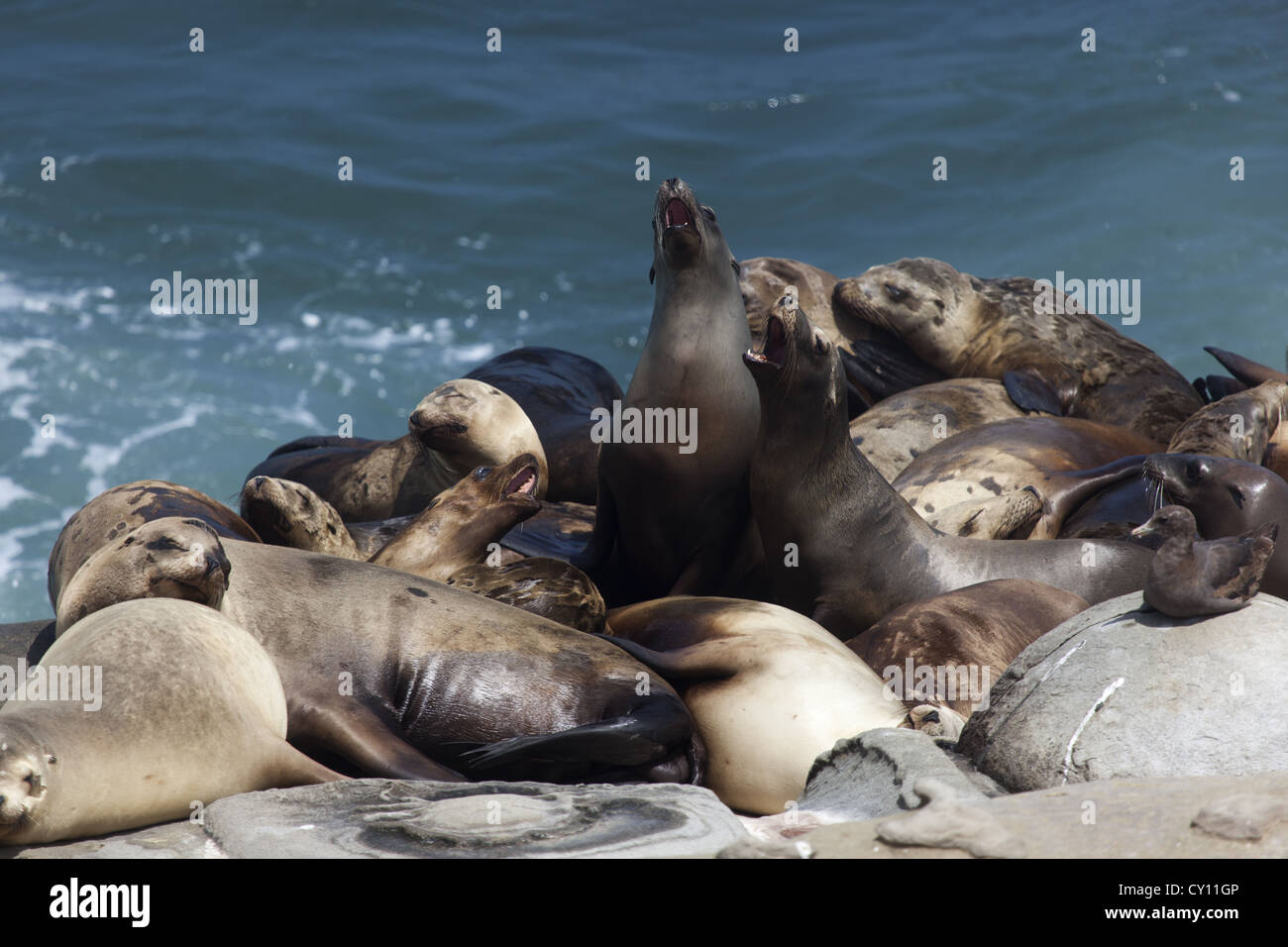 Seelöwen gebündelt zusammen und entspannend. Singen. La Jolla, Kalifornien, USA Stockfoto