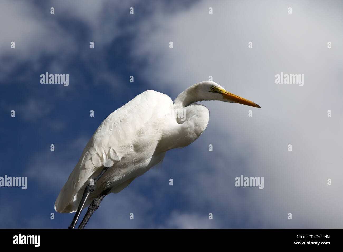 Silberreiher Orlando Florida Usa Stockfoto