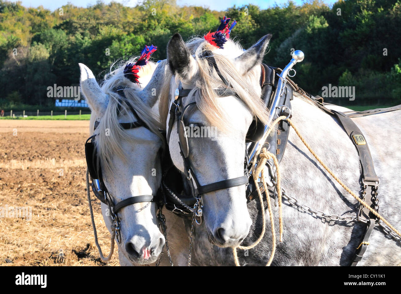 Schwere Percheron Pferd Brut der Pferde bei einem schweren Pferde Pflügen Event und Wettbewerb auf einem Herbst Landschaft zeigen Stockfoto