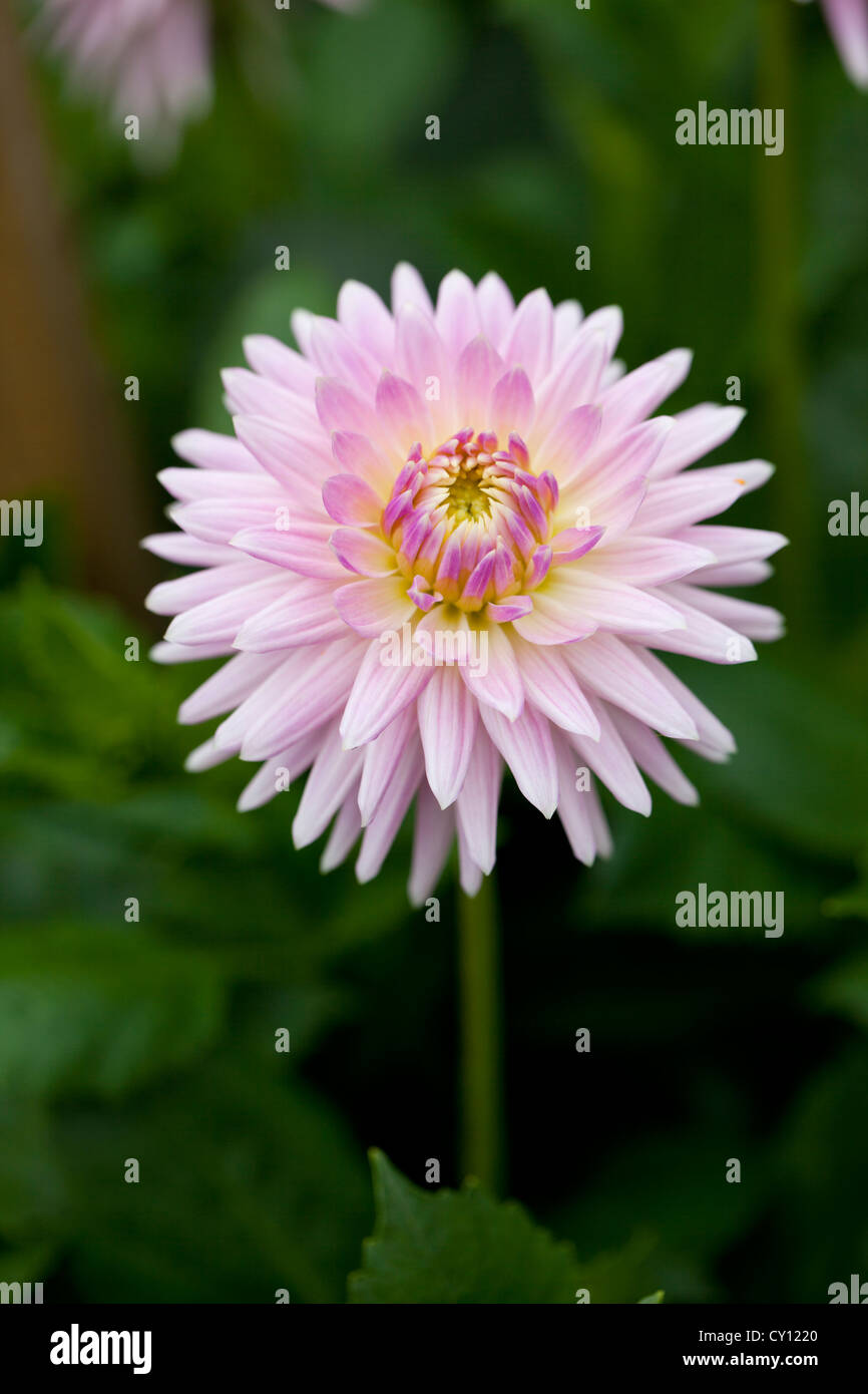 Nahaufnahme eines hübschen rosa Kaktus Dahlia, der im September in einem englischen Garten blüht Stockfoto