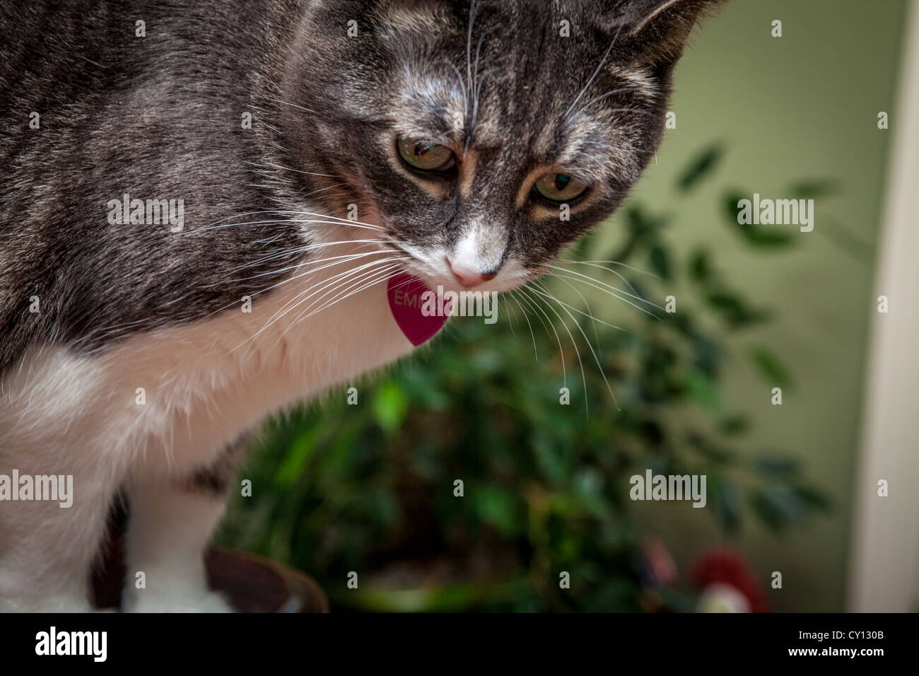 Eine Katze namens Emma mit einer herzförmigen Namensschild Stockfoto