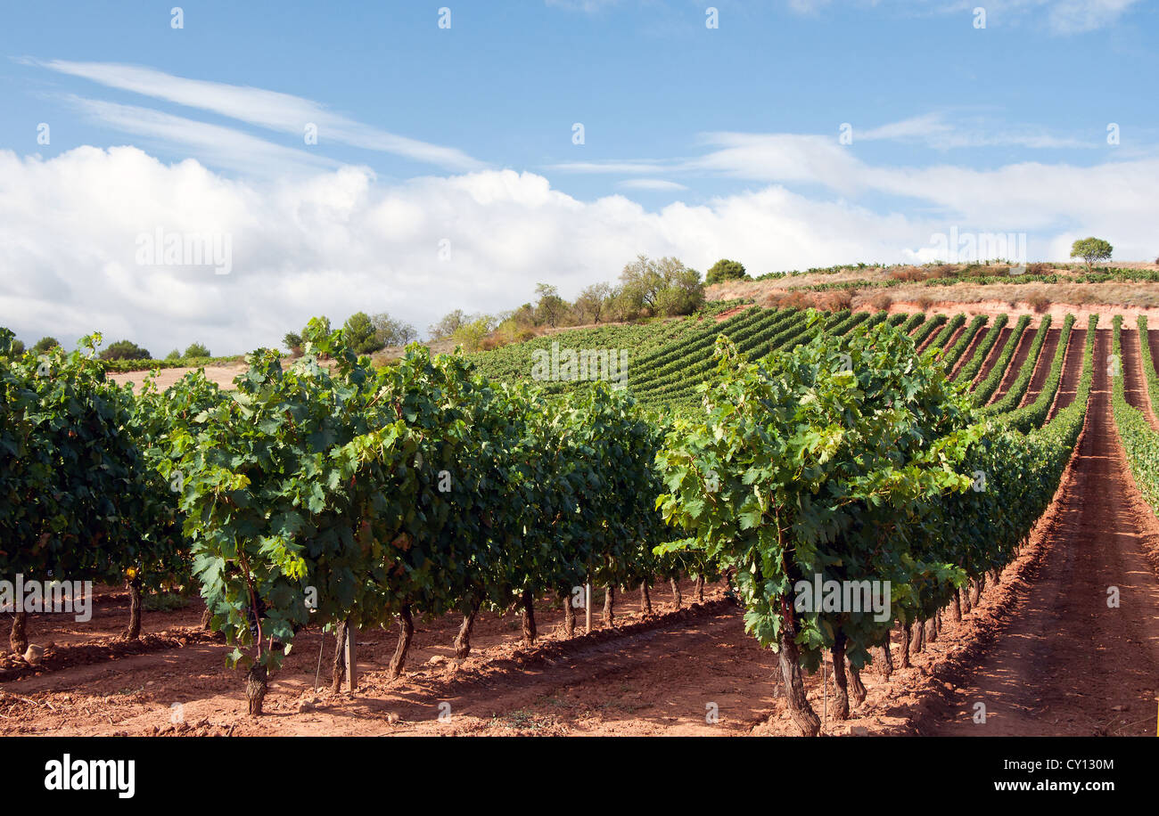 Blick auf einen Weinberg in la Rioja, Spanien Stockfoto