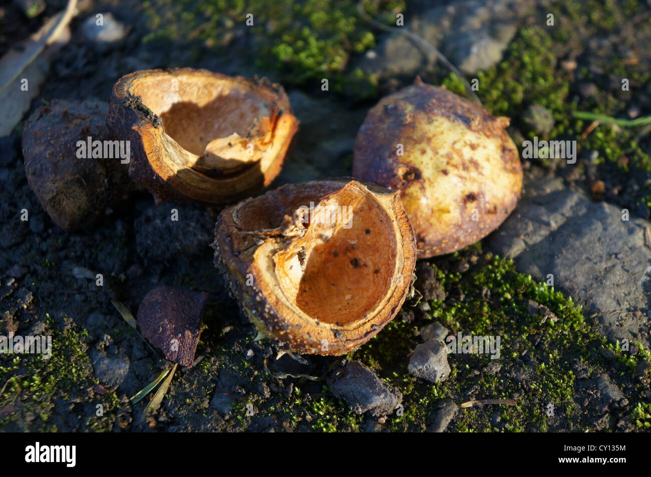 Conker Muscheln, uk Stockfoto