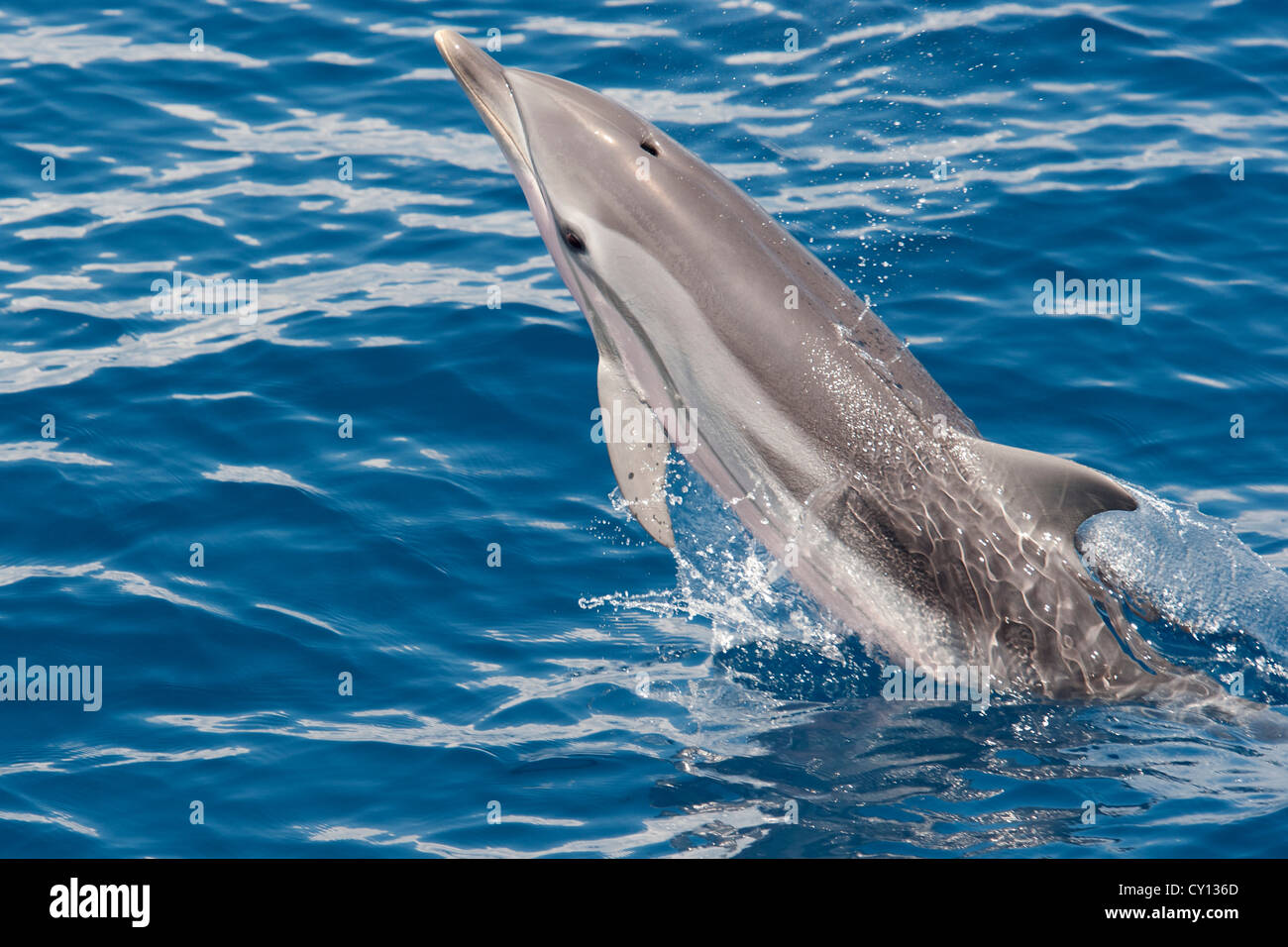 Gestreifter Delphin, Stenella Coeruleoalba, Verletzung, Malediven, Indischer Ozean. Stockfoto