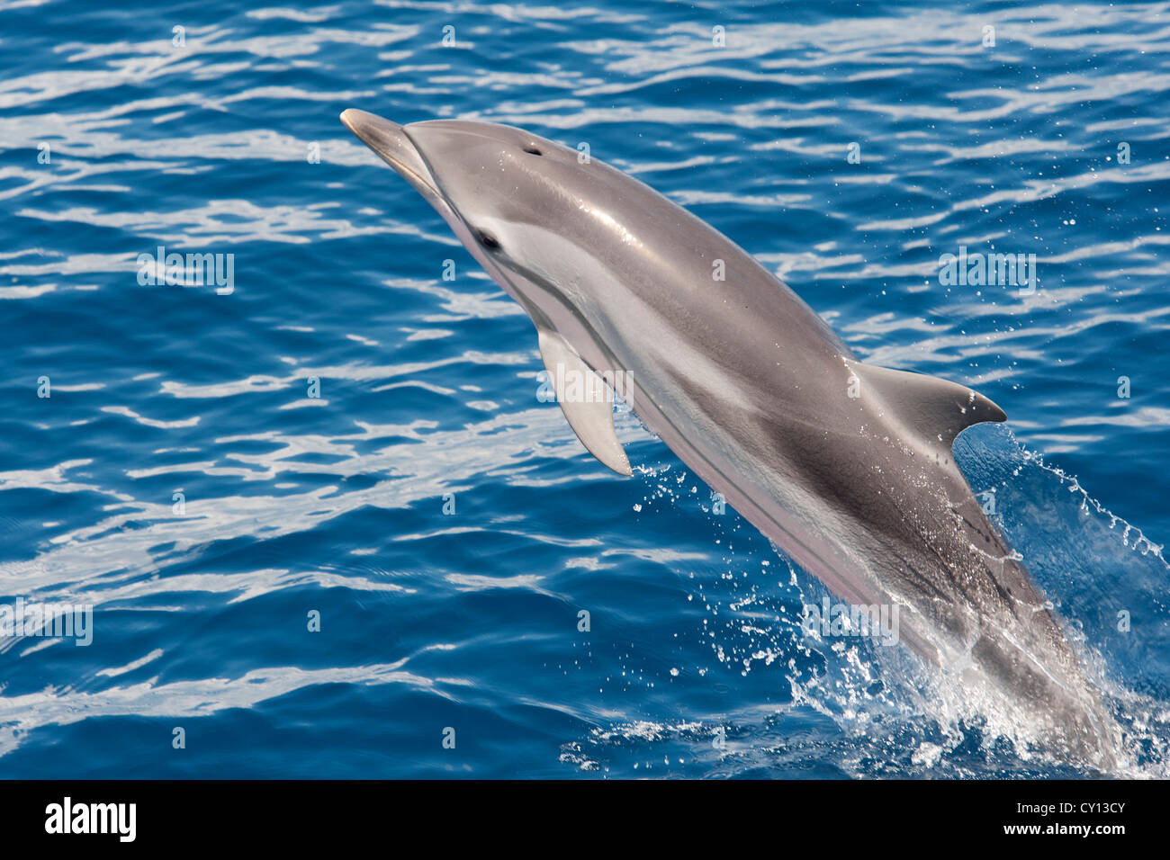 Gestreifter Delphin, Stenella Coeruleoalba, Verletzung, Malediven, Indischer Ozean. Stockfoto