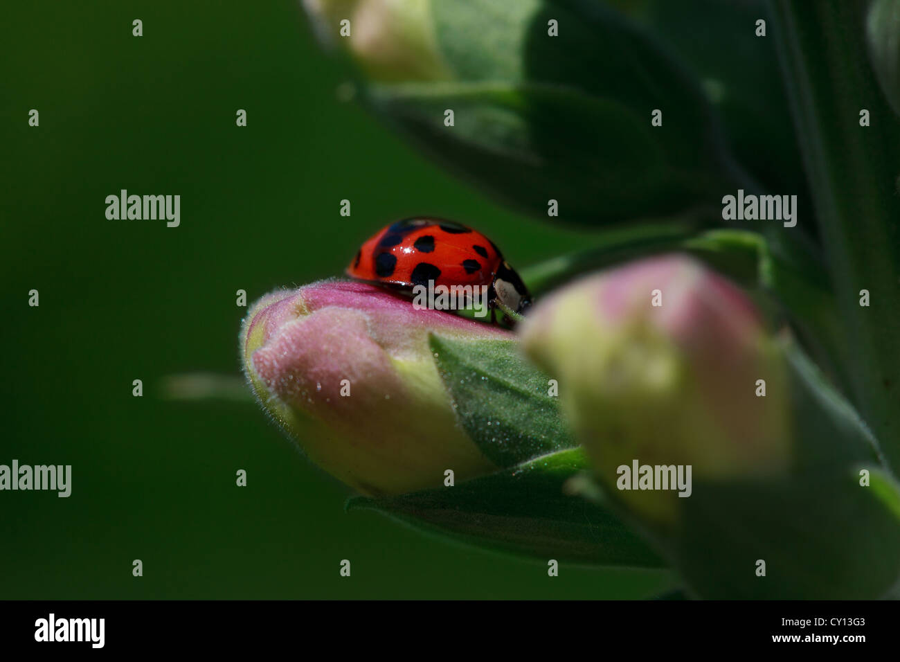 Marienkäfer / Ladybug auf Fingerhut Blumenblatt Stockfoto