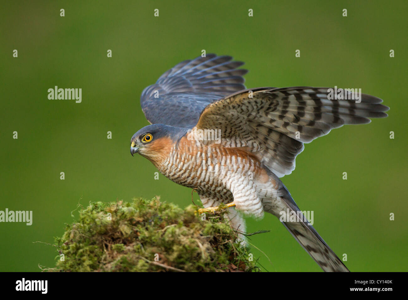 Männliche eurasischen nördlichen Sparrowhawk Accipiter Nisus thront auf bemoosten hölzernen Zweig mit Waldmaus Beute Stockfoto