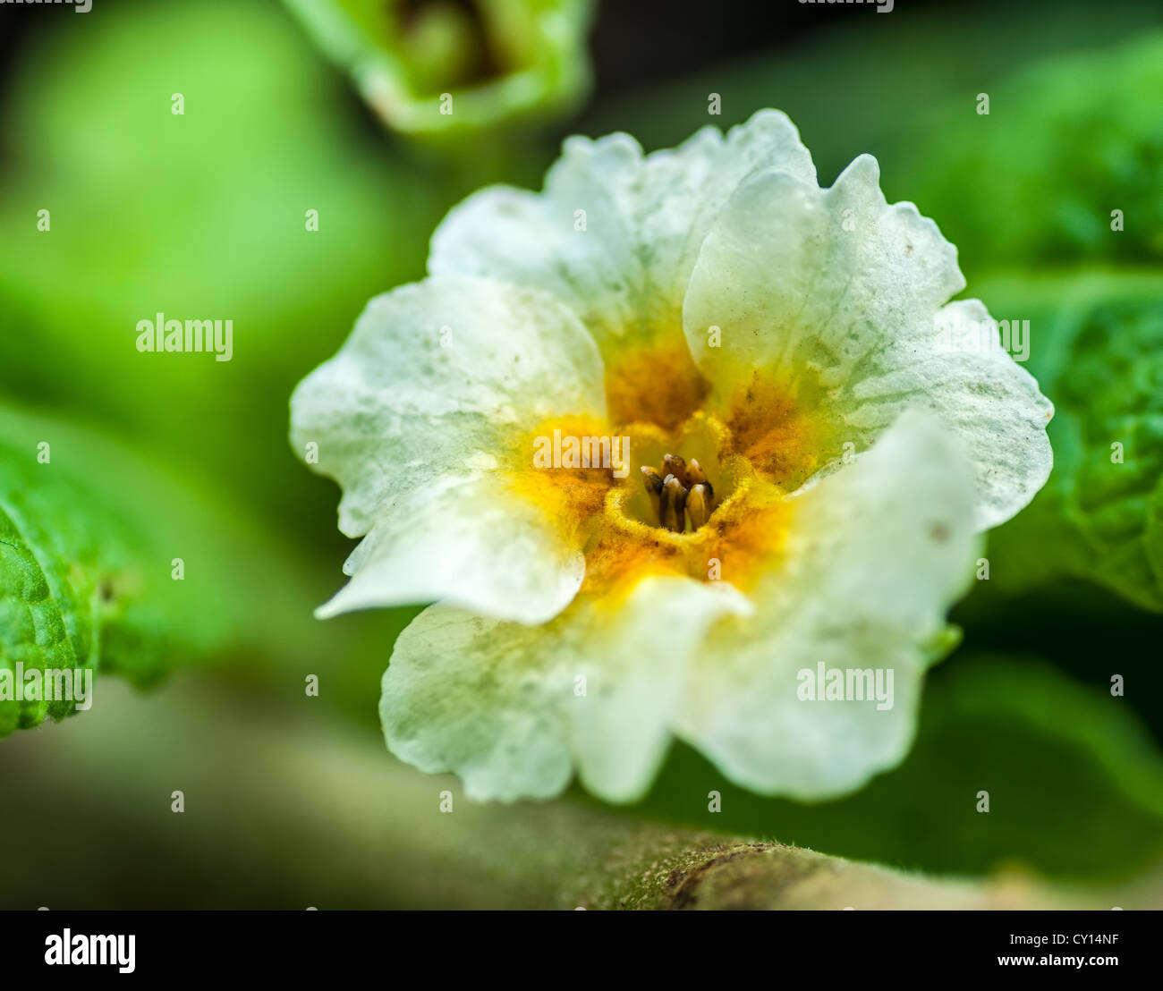 Nahaufnahme von weißen, weichen Garten Blume auf grünen Blättern mit Regentropfen auf ihre Blütenblätter, Nahaufnahme, Makro Stockfoto