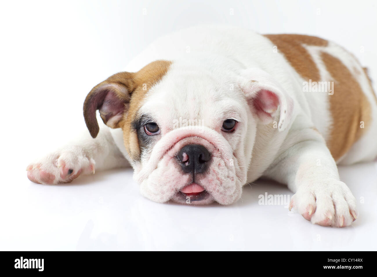 Englische Bulldogge Welpen Stockfoto