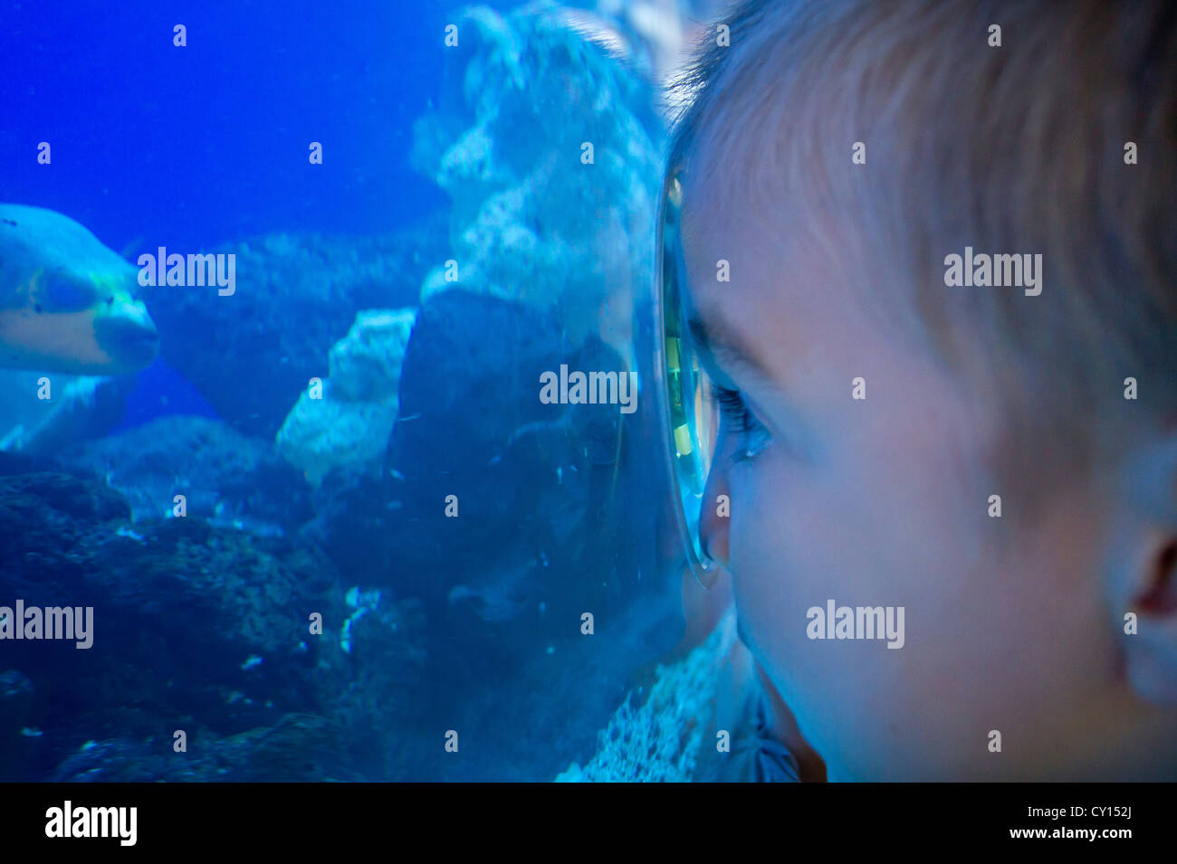 Ein fünf-jähriger Junge mit Autismus macht Blickkontakt mit Fischen in einem Aquarium. Stockfoto