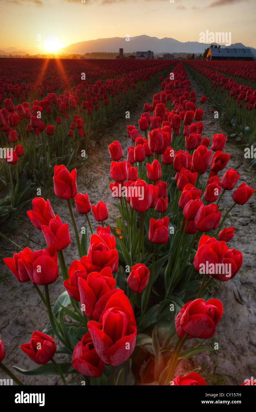 Reihen von roten Tulpen bei Sonnenaufgang, Skagit Valley, Mount Vernon, Washington Stockfoto