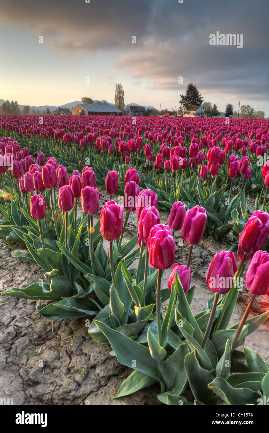 Reihen von violette Tulpen bei Sonnenaufgang, Skagit Valley, Mount Vernon, Washington Stockfoto
