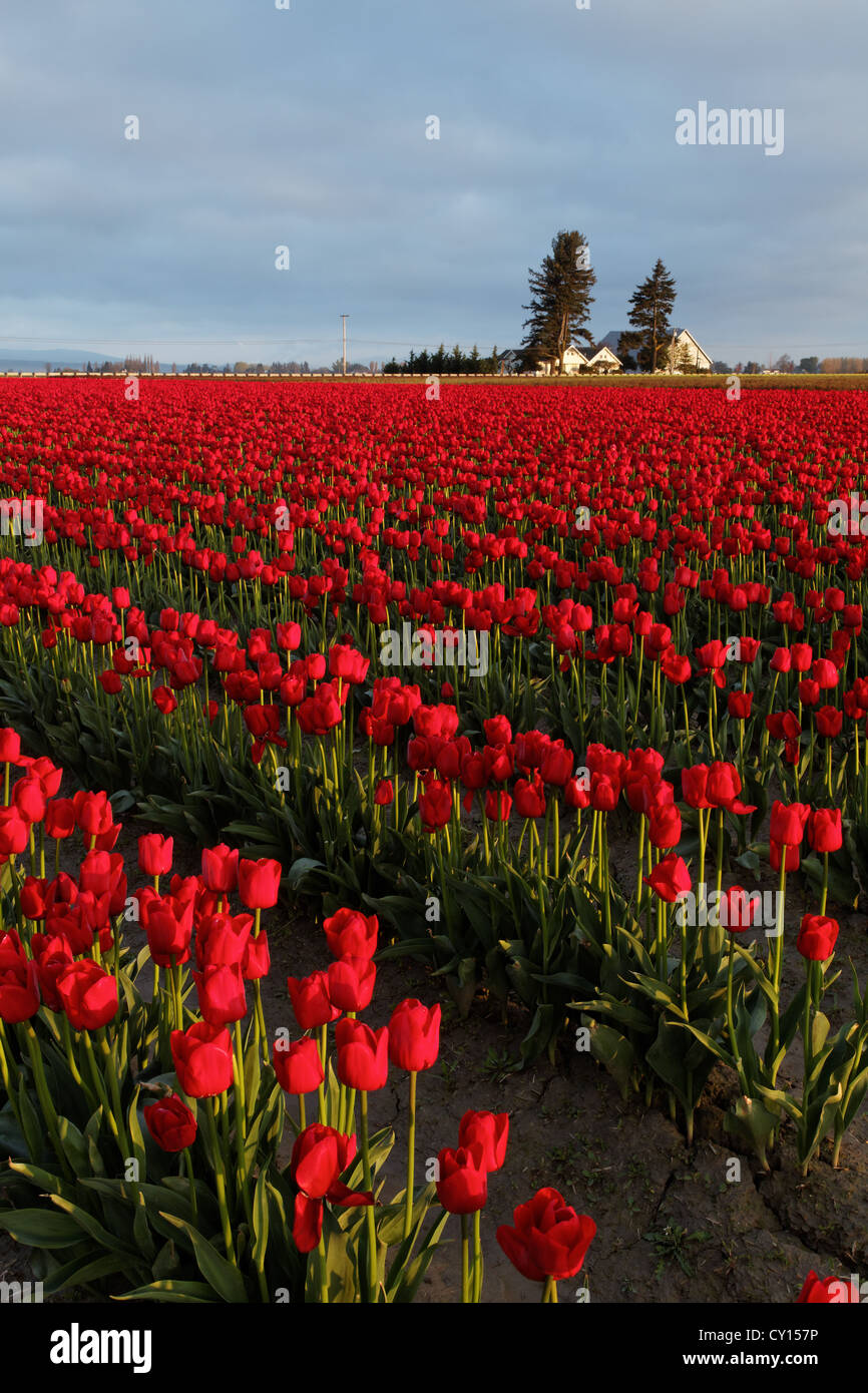 Reihen von roten Tulpen, Skagit Valley, Mount Vernon, Washington Stockfoto