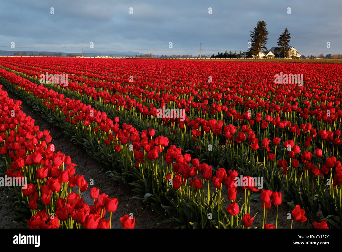 Reihen von roten Tulpen, Skagit Valley, Mount Vernon, Washington Stockfoto