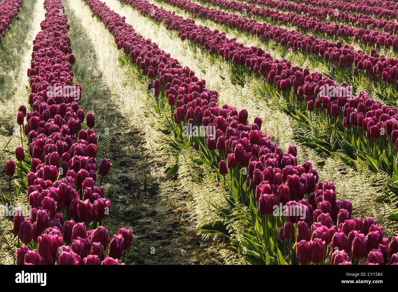 Reihen von violette Tulpen bei Sonnenaufgang, Skagit Valley, Mount Vernon, Washington Stockfoto